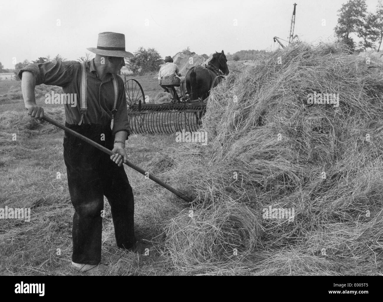 Heuernte, 1958 Stockfoto