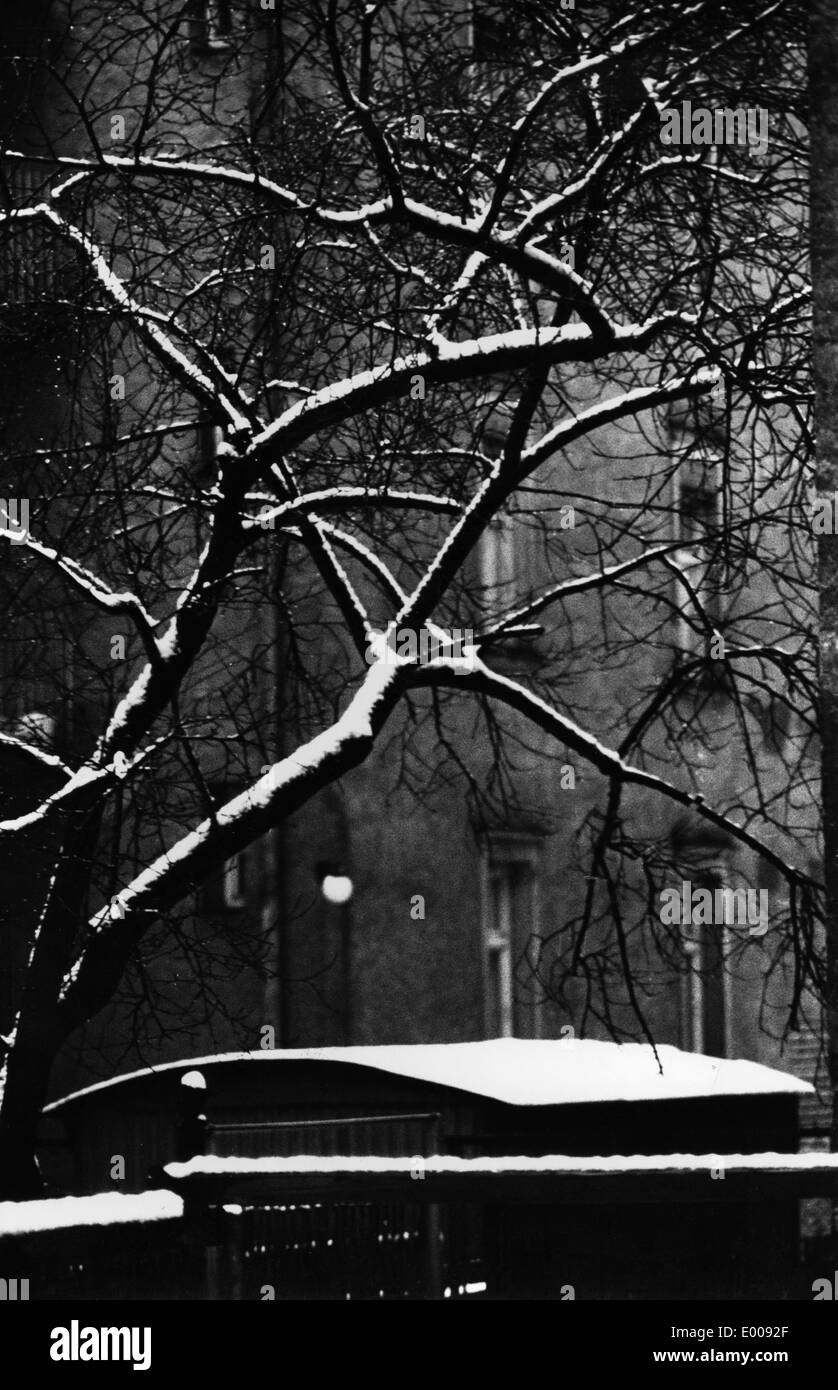 Schneebedeckten Baum, 1958 Stockfoto