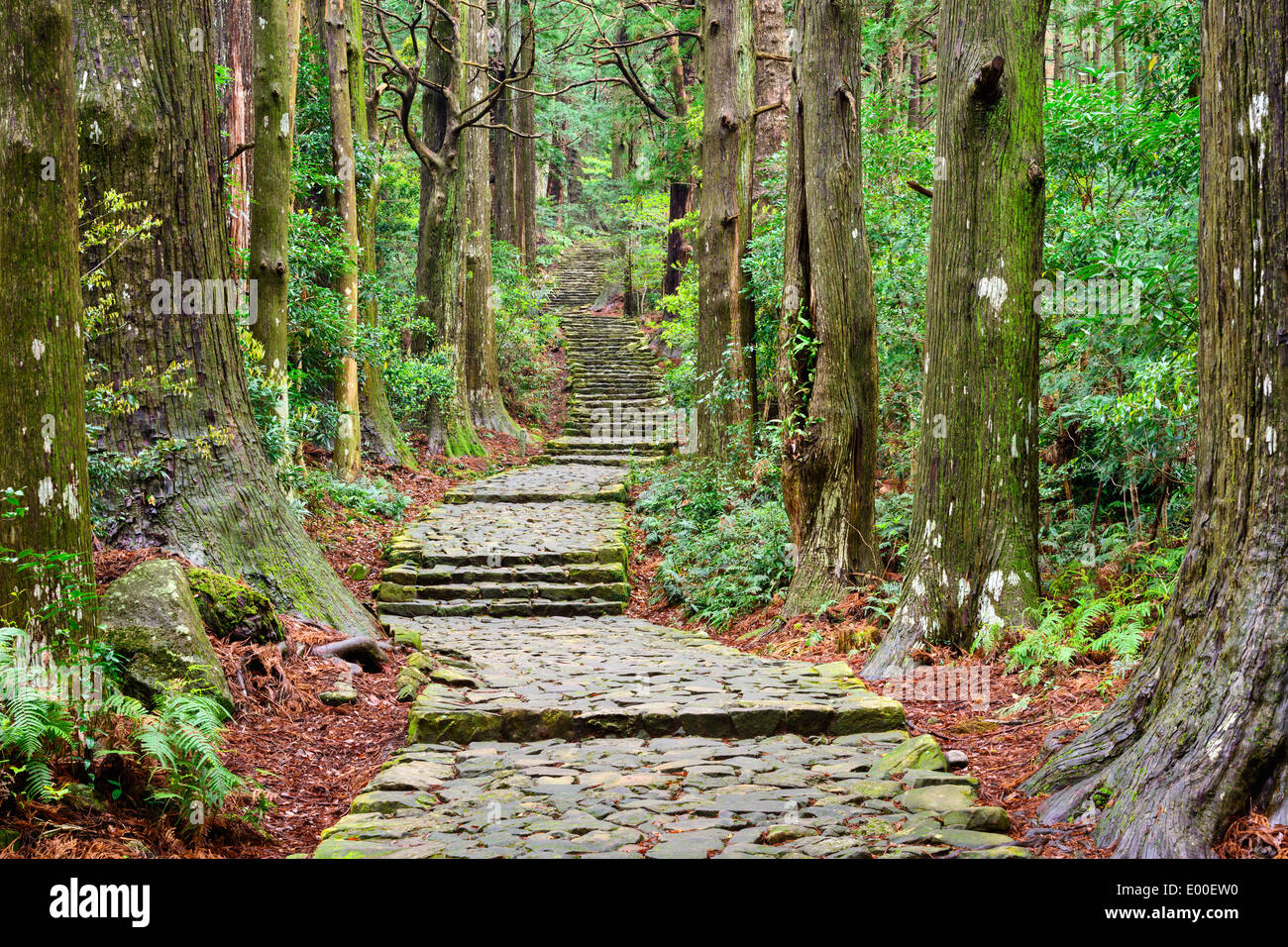 Kumano Kodo Am Daimon Zaka Eine Heilige Spur Als Unesco Weltkulturerbe In Nachi Wakayama Japan Stockfotografie Alamy Kumano Kodo Am Daimon Zaka Eine Heilige Spur Als Unesco Weltkulturerbe In Nachi Wakayama Japan Stockfotografie Alamy