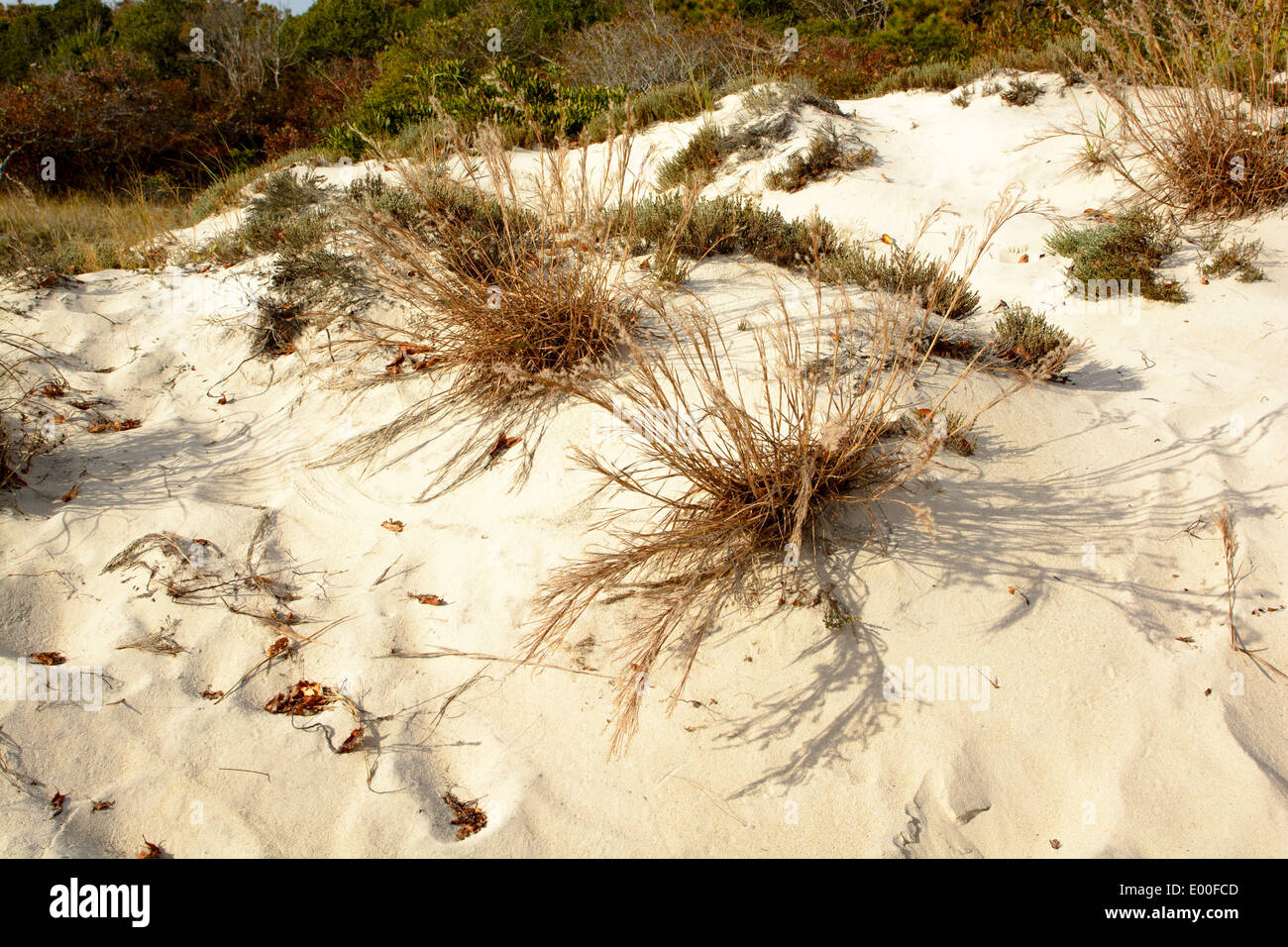 Strand Gräser, Maryland Ende der Assateague Island National Seashore USA. Stockfoto