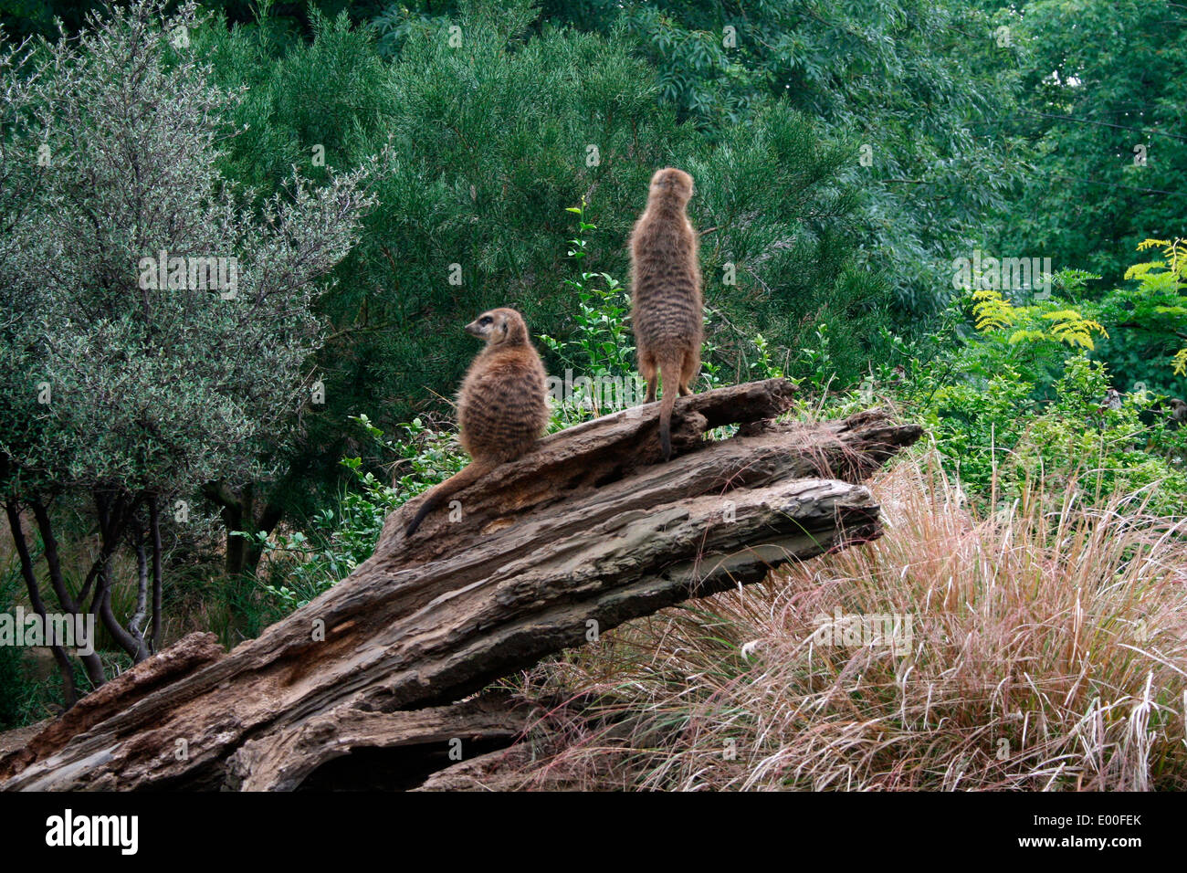 Erdmännchen im Zoo von Edinburgh. Foto von Kim Craig. Stockfoto