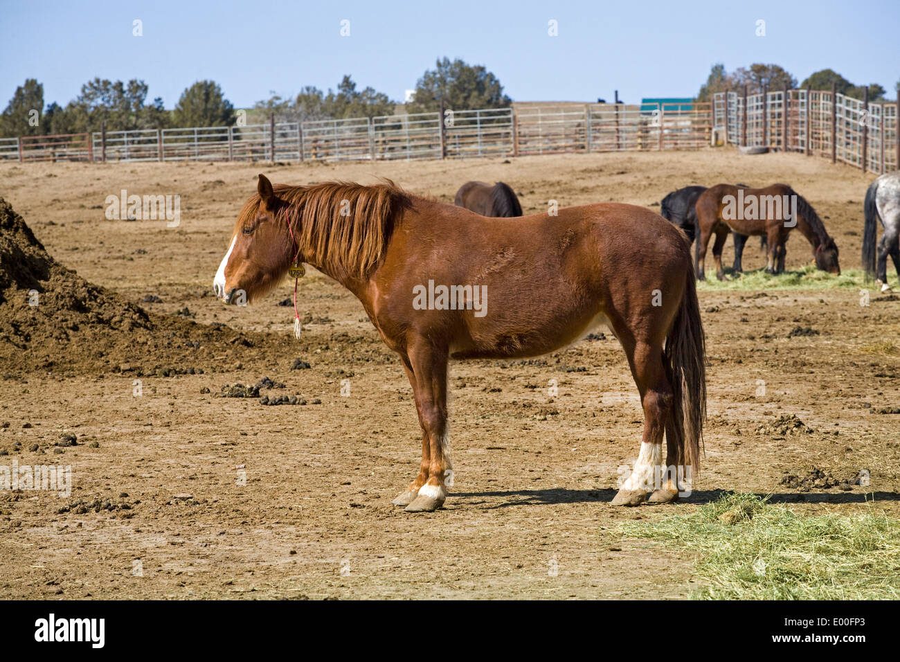 Wildpferde in Korallen im BLM Wild Horse Center in Burns, Oregon Stockfoto