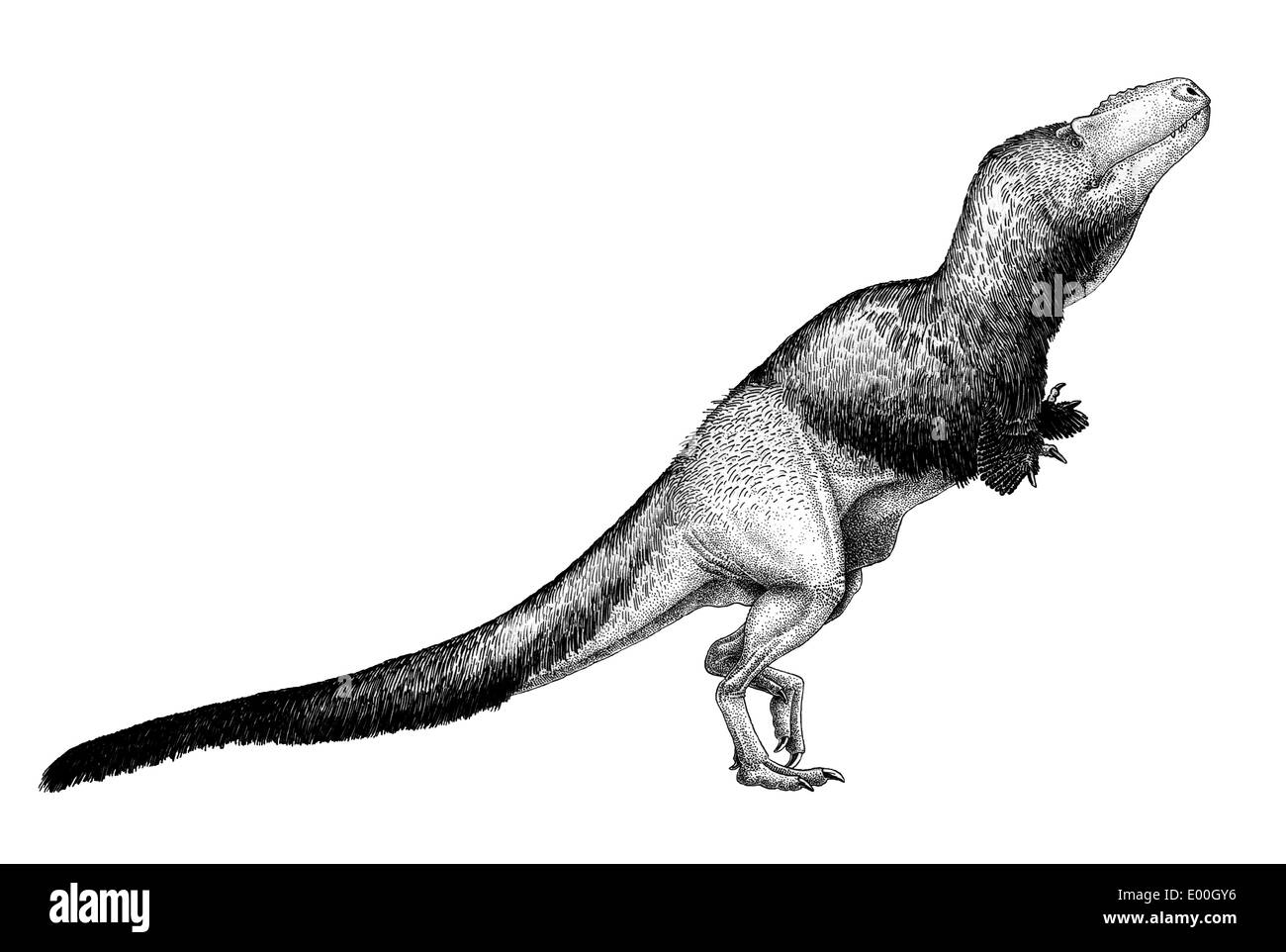 Schwarze Tusche-Zeichnung von Daspletosaurus Torosus. Stockfoto