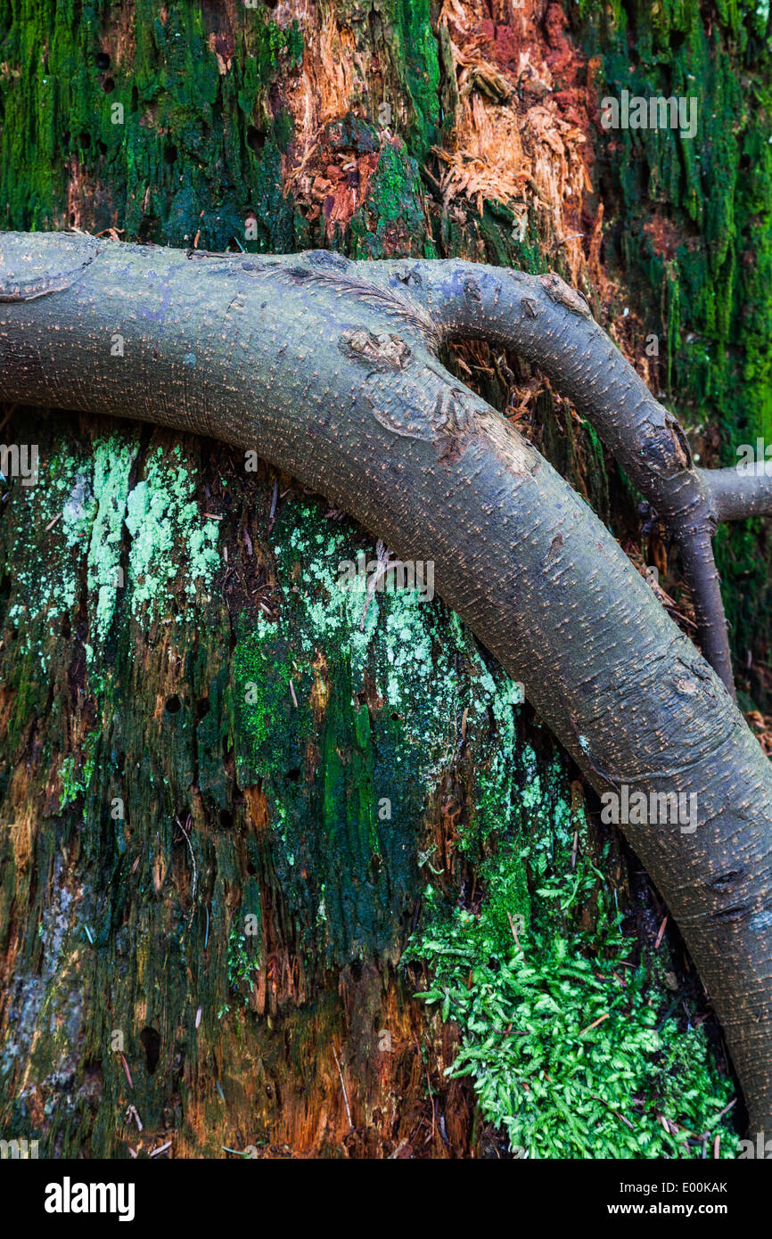 Fir Tree Roots Stockfotos und bilder Kaufen Alamy