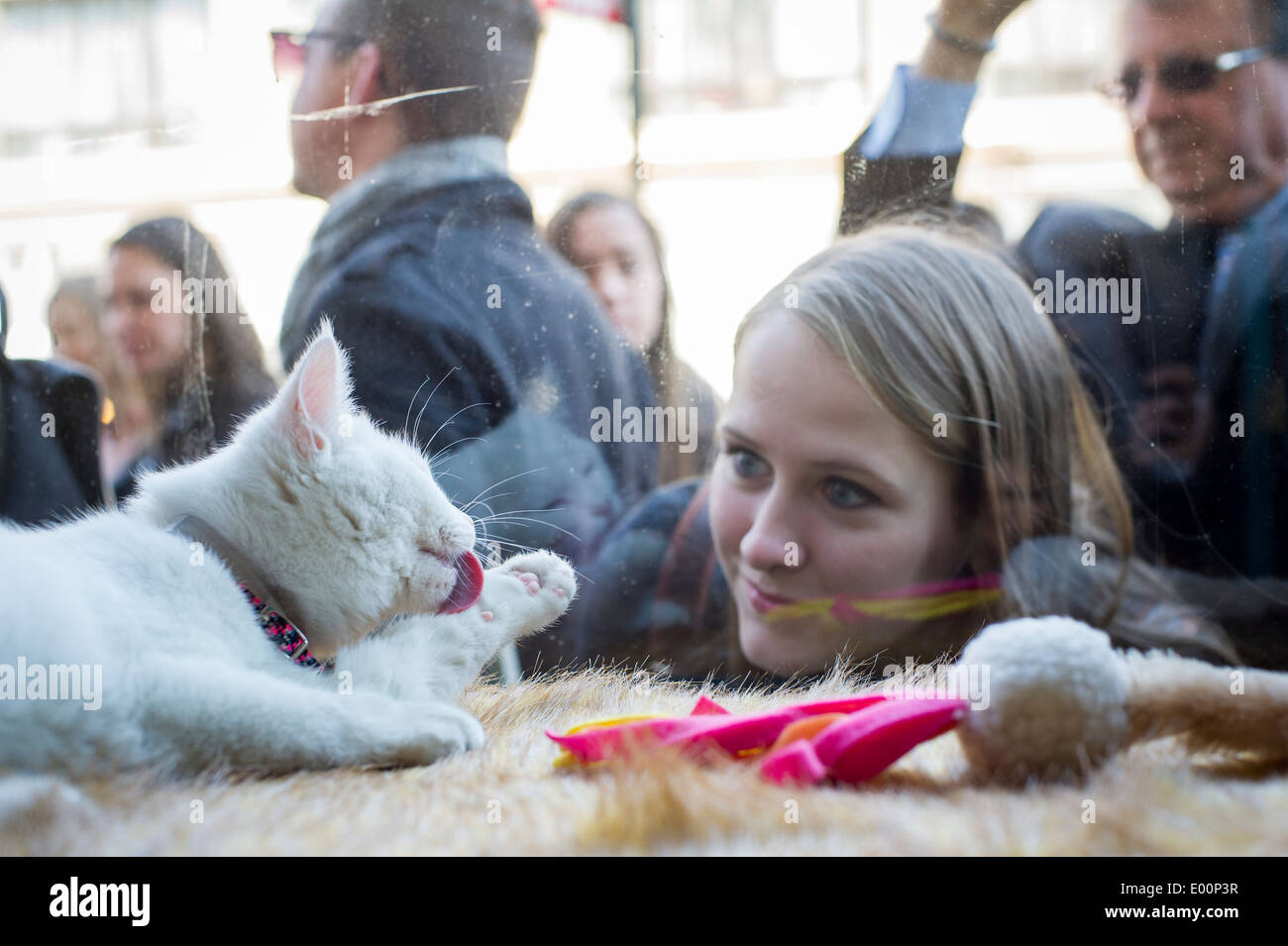 Katzenliebhaber kommen aus nah und fern zum Cat Cafe an der Bowery in New York am Tag seiner Eröffnung Stockfoto