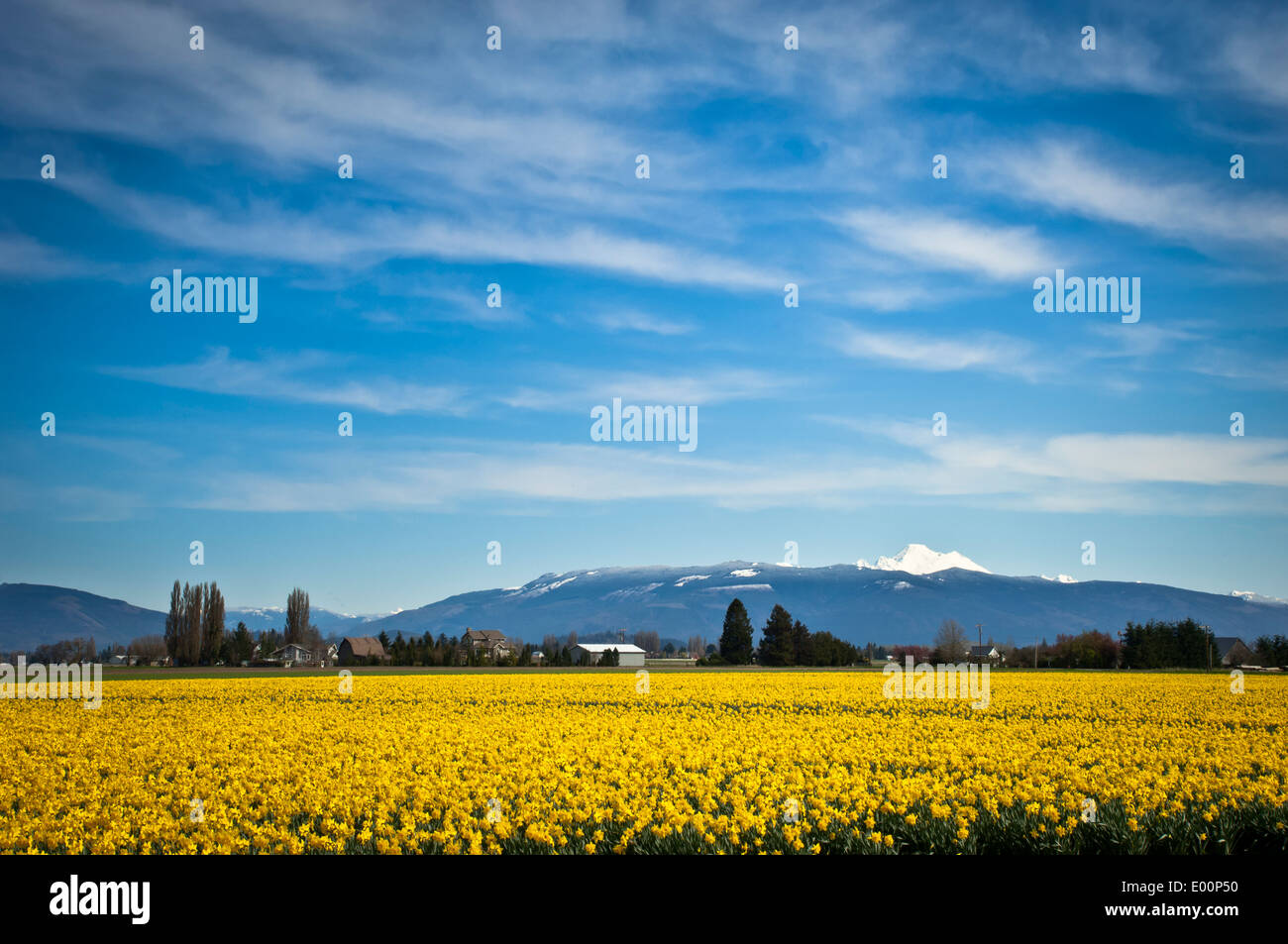 Narzissen blühen in einem RoozenGaarde-Birne-Feld in der Skagit River Valley, Washington, USA Stockfoto
