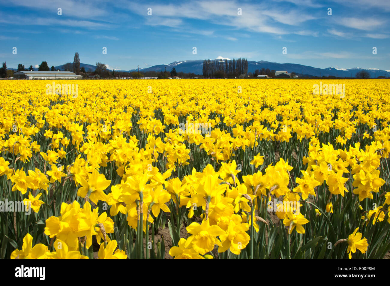 Narzissen blühen in einem RoozenGaarde-Birne-Feld in der Skagit River Valley, Washington, USA Stockfoto