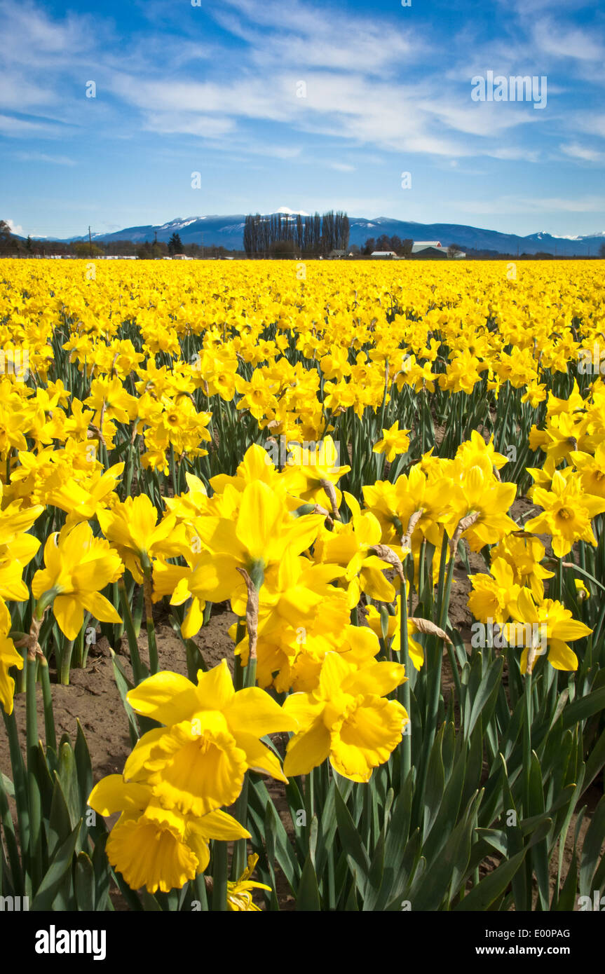 Narzissen blühen in einem RoozenGaarde-Birne-Feld in der Skagit River Valley, Washington, USA Stockfoto