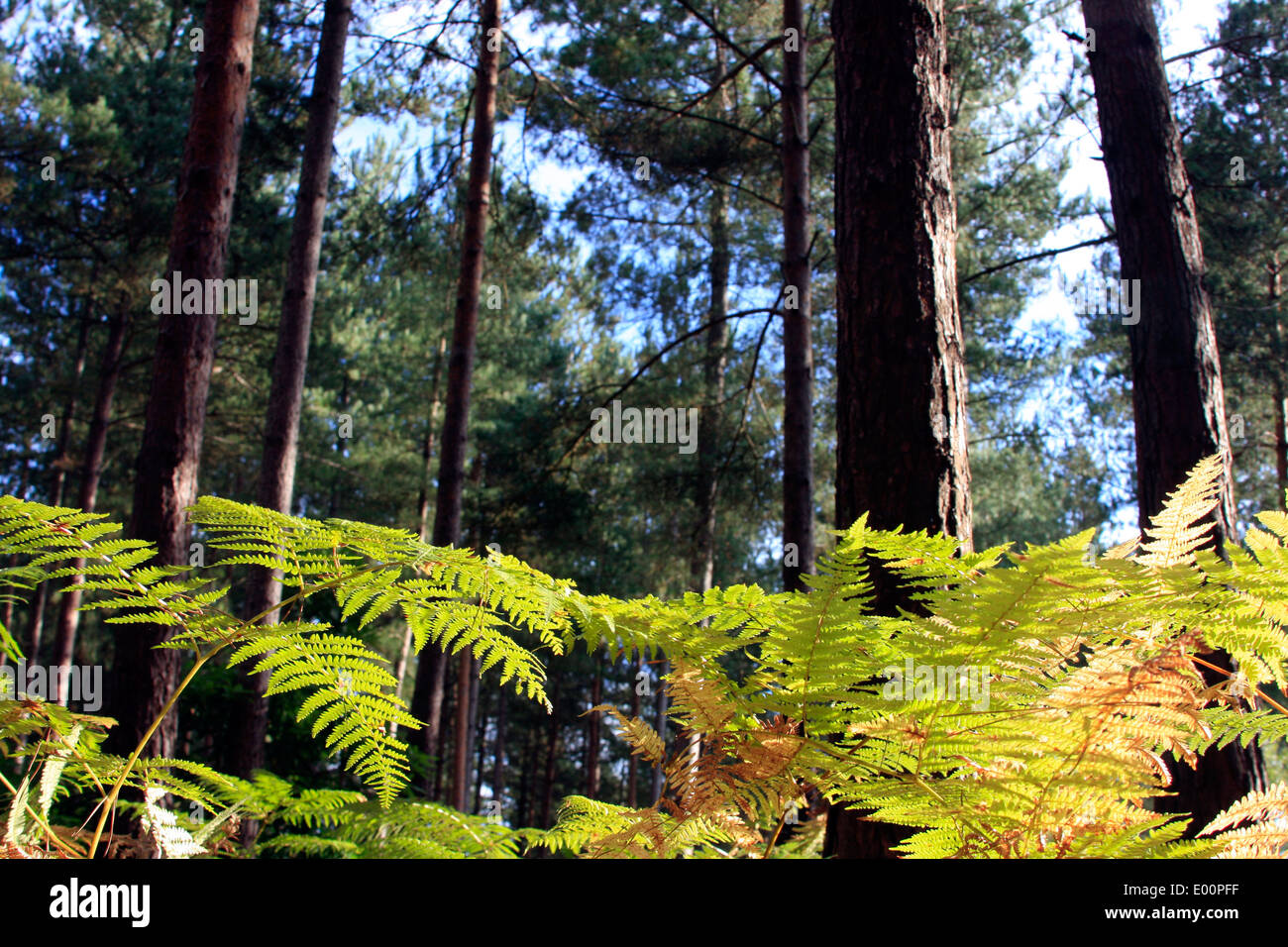 Herbst in den Wäldern der Bourne, nahe Farnham in Surrey, England Stockfoto