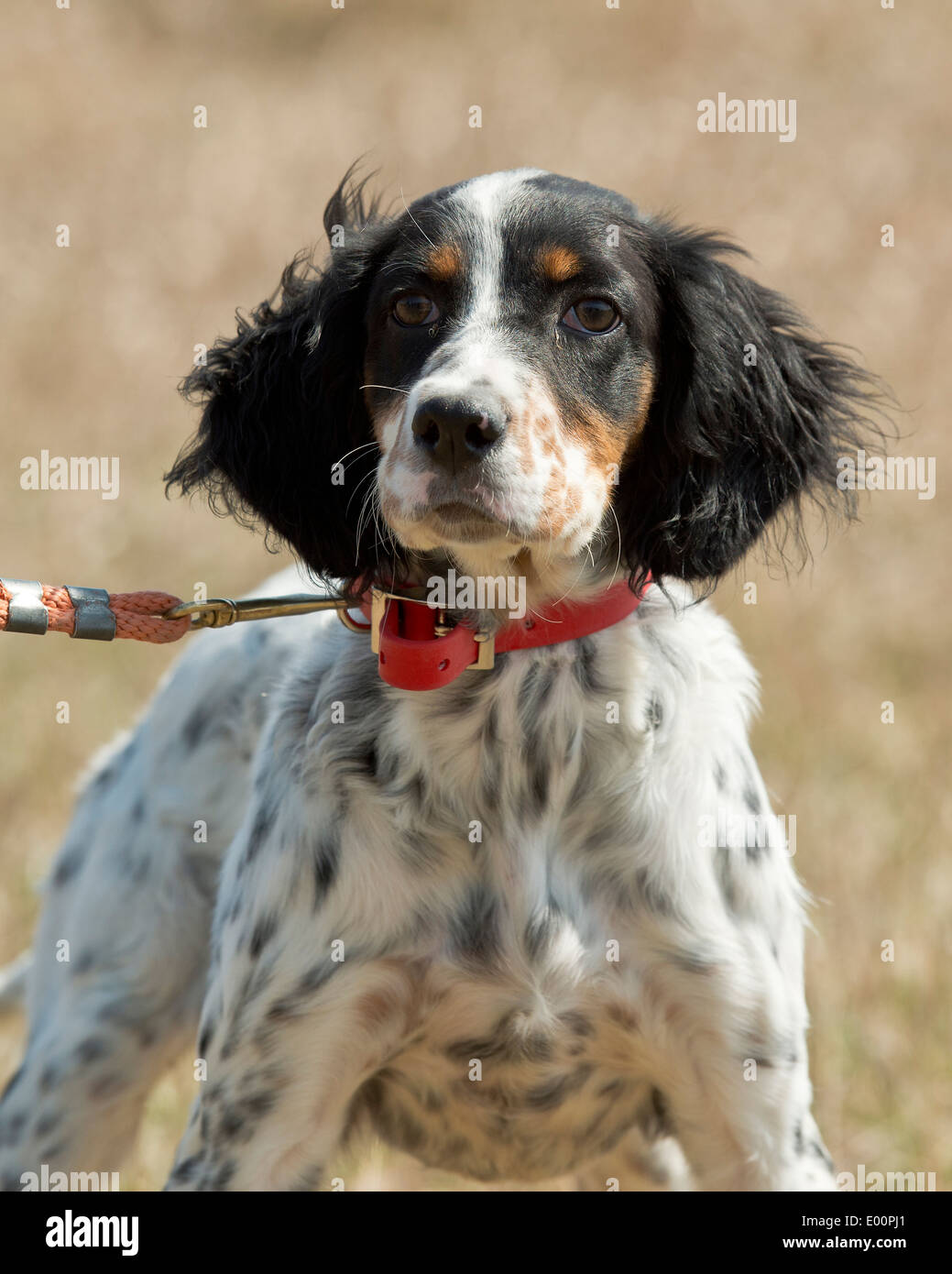 Englisch Setter Jagdhund Stockfotografie - Alamy