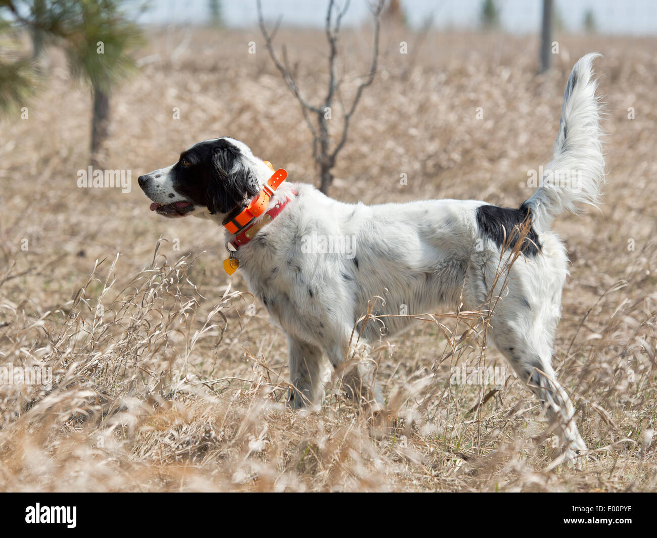 Jagdhund in Punkt Stockfoto