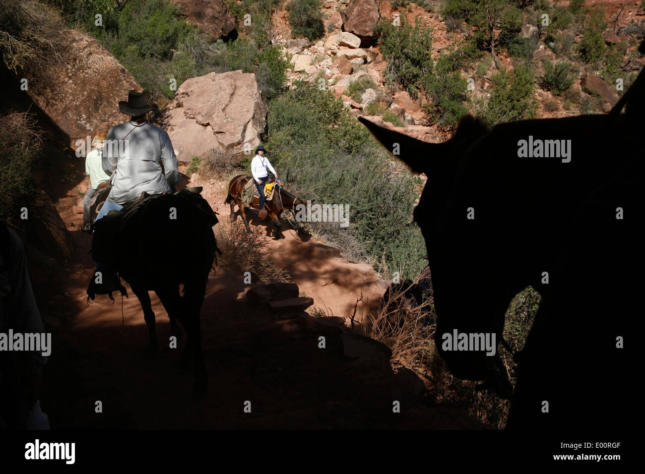 Maultiere nehmen Fahrer auf den Grund des Grand Canyon, ein UNESCO-Weltkulturerbe Stockfoto