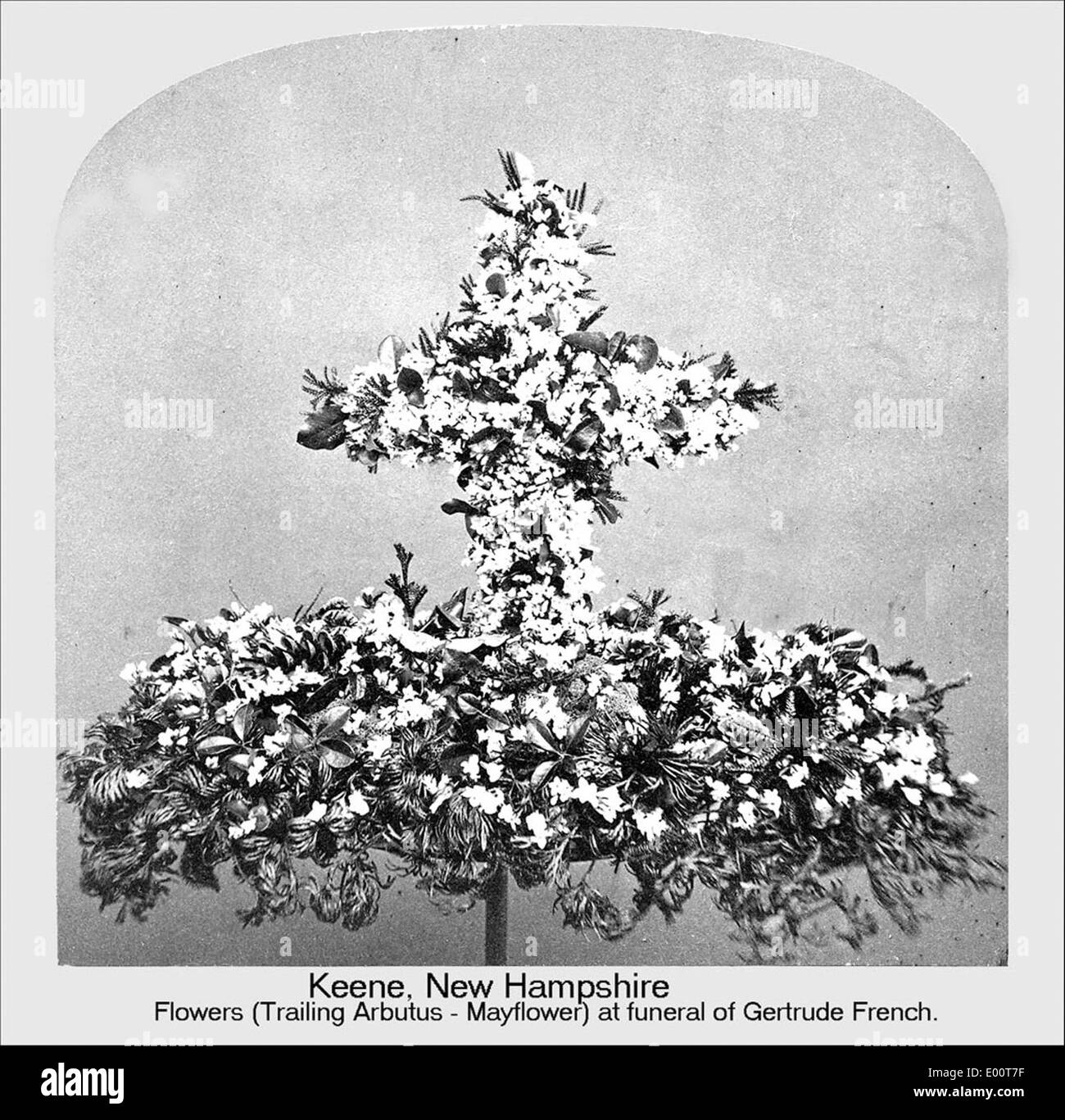 Dieses Bild zeigt ein Blumenarrangement von Gertrude French, das für eine Beerdigung in Keene, New Hampshire, geschaffen wurde. Das Design besteht aus einer Kombination aus lokalen Mayflowers und nachgelagerten Arbutus, die eine persönliche und regionale Note der Gedenkstätte bietet, die die lokale Kultur und den Respekt vor der Tradition in der Gegend widerspiegelt. Stockfoto