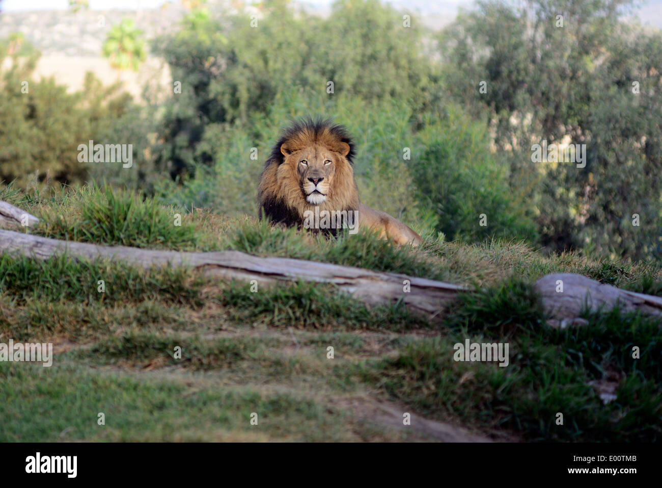 Einen afrikanischen Löwen sitzen im San Diego Zoo Safari Park in Kalifornien / © Craig M. Eisenberg Stockfoto Einen afrikanischen Löwen sitzen im San Diego Zoo Safari Park in Kalifornien / © Craig M. Eisenberg Stockfoto