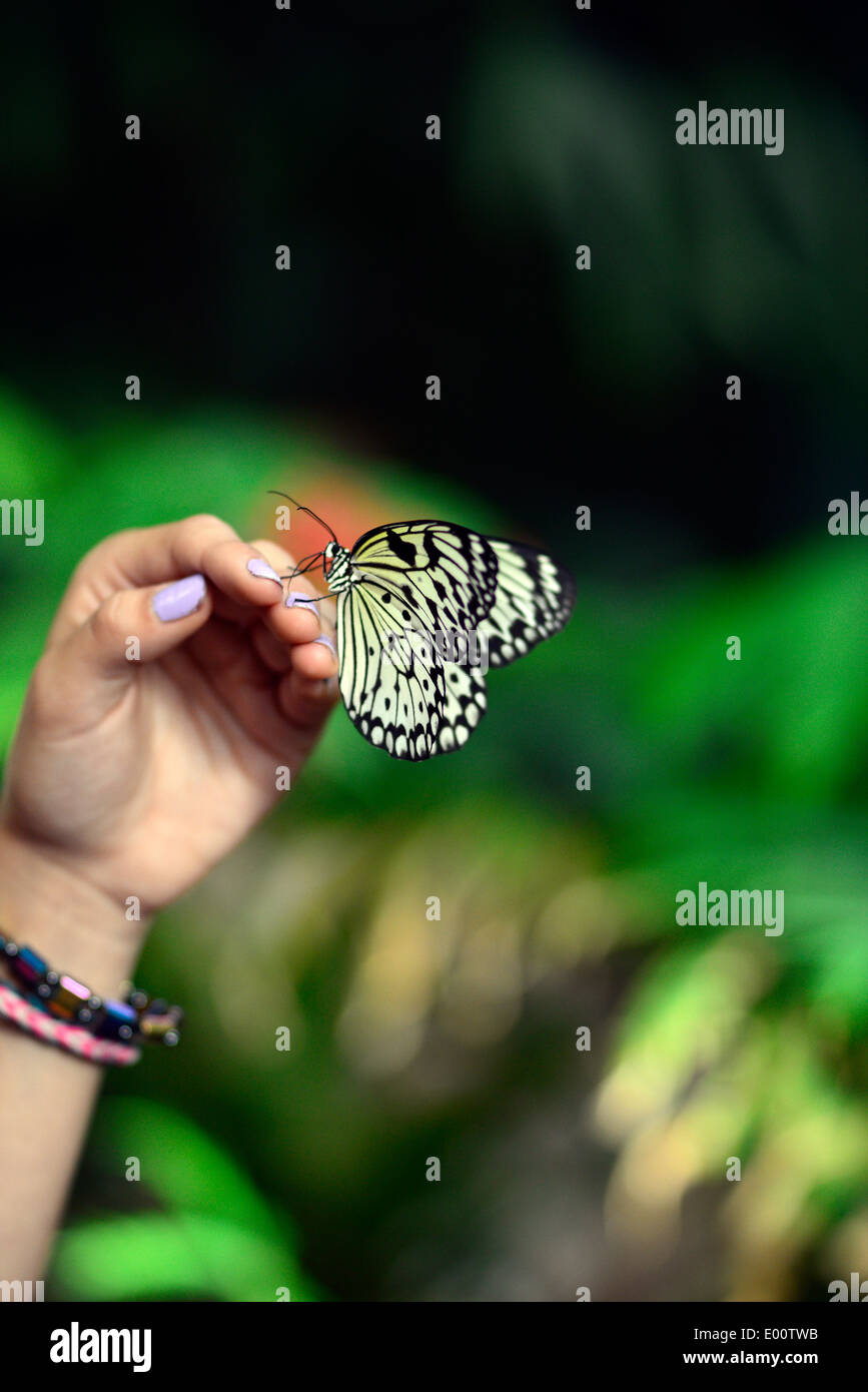 Ein Schmetterling landet auf eine Hand an der San Diego Zoo Safari Park-Ausstellung / © Craig M. Eisenberg Stockfoto Ein Schmetterling landet auf eine Hand an der San Diego Zoo Safari Park-Ausstellung / © Craig M. Eisenberg Stockfoto