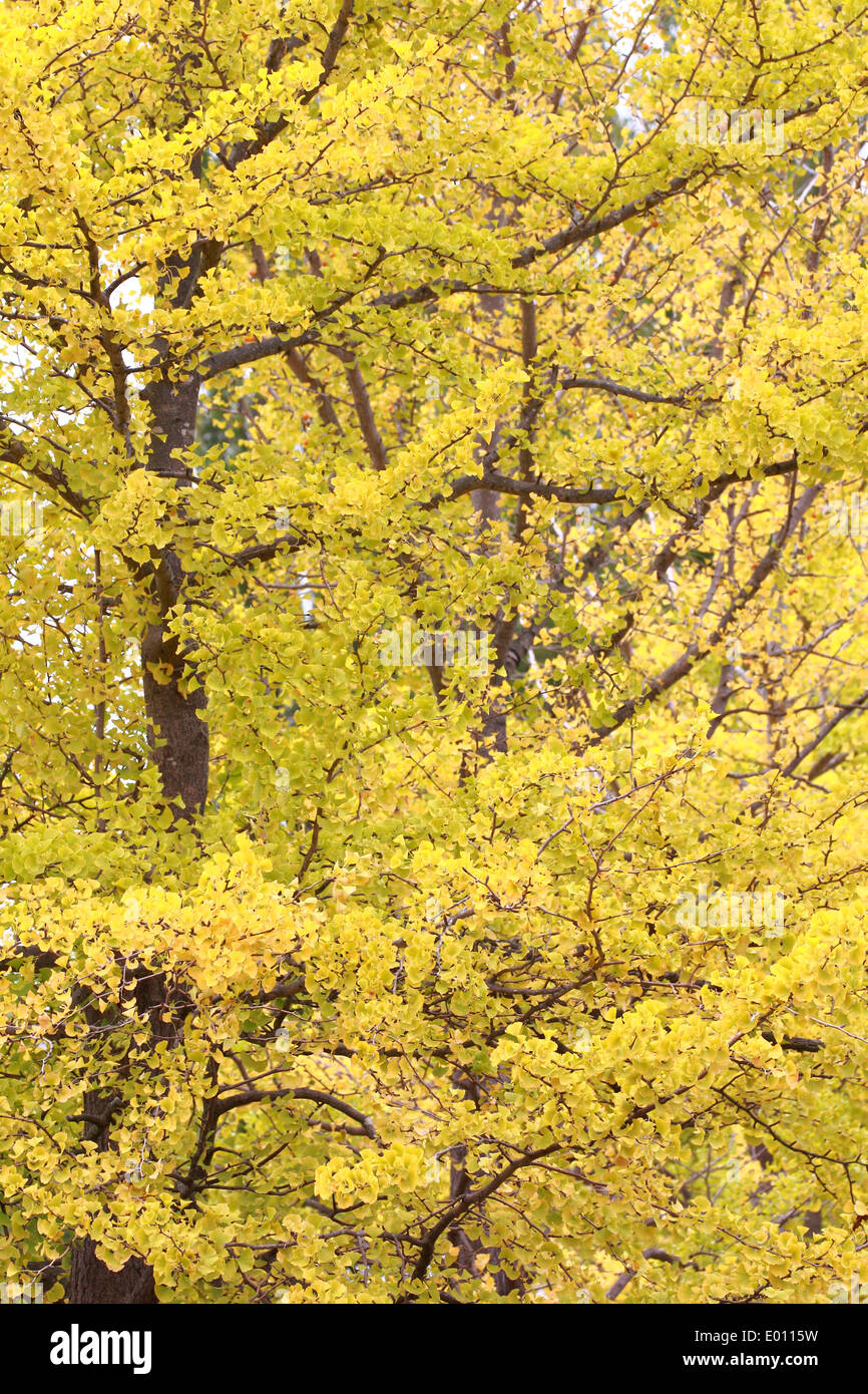 Schöne gelbe Herbstlaub auf Baum Natur Stockfoto