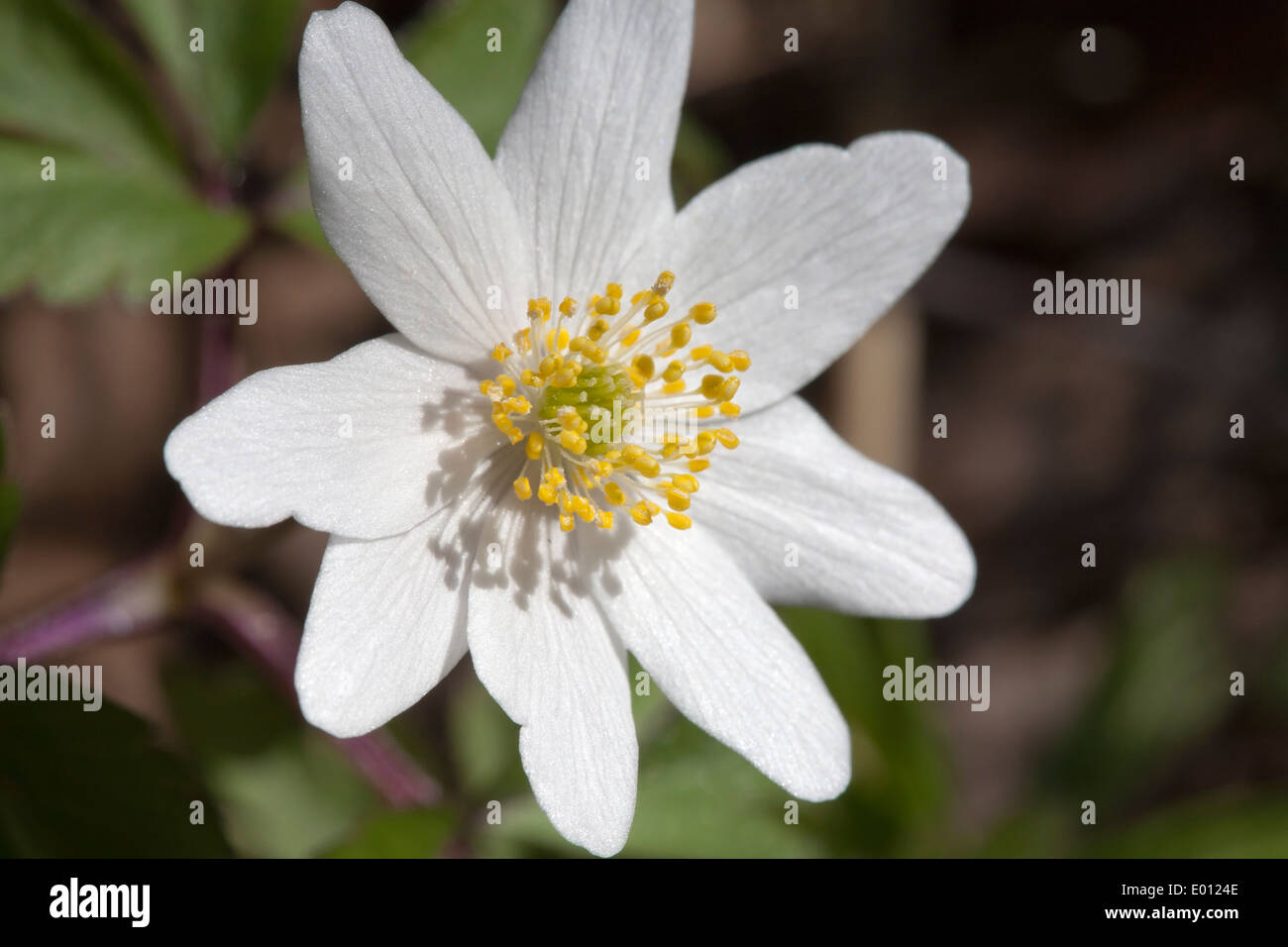 Anemone Nemorosa, Buschwindröschen Blüte, Finnland Stockfoto