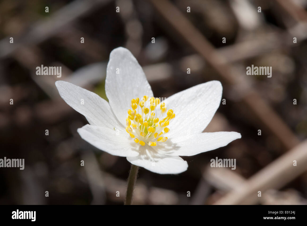 Anemone Nemorosa, Buschwindröschen Blüte, Finnland Stockfoto
