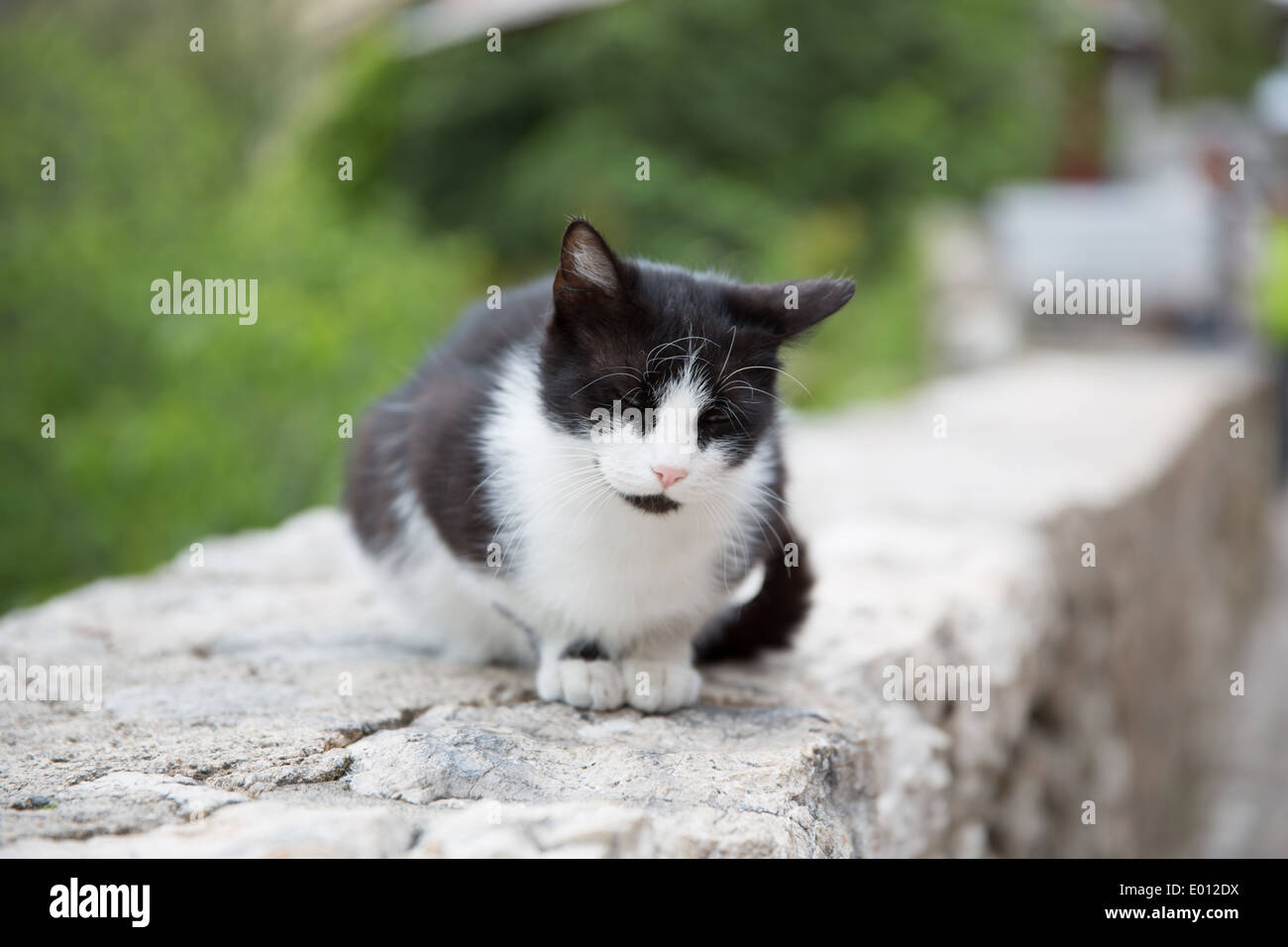 Black And White Cat auf alten Mauer Stockfoto