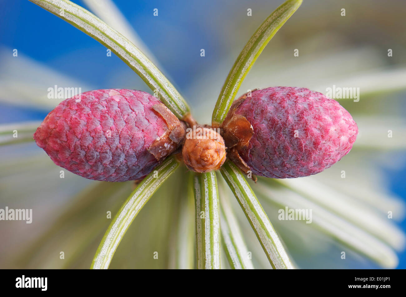 Gemeinsamen Fichte (Picea Abies), weiblichen Zapfen, Hessen, Deutschland Stockfoto