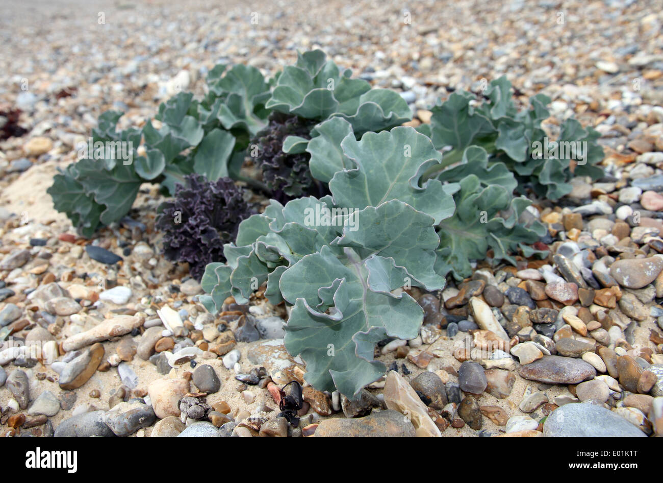 Meerkohl Crambe Maritima an Kies Strand, Walberswick, Nordseeküste von Suffolk, England. Stockfoto