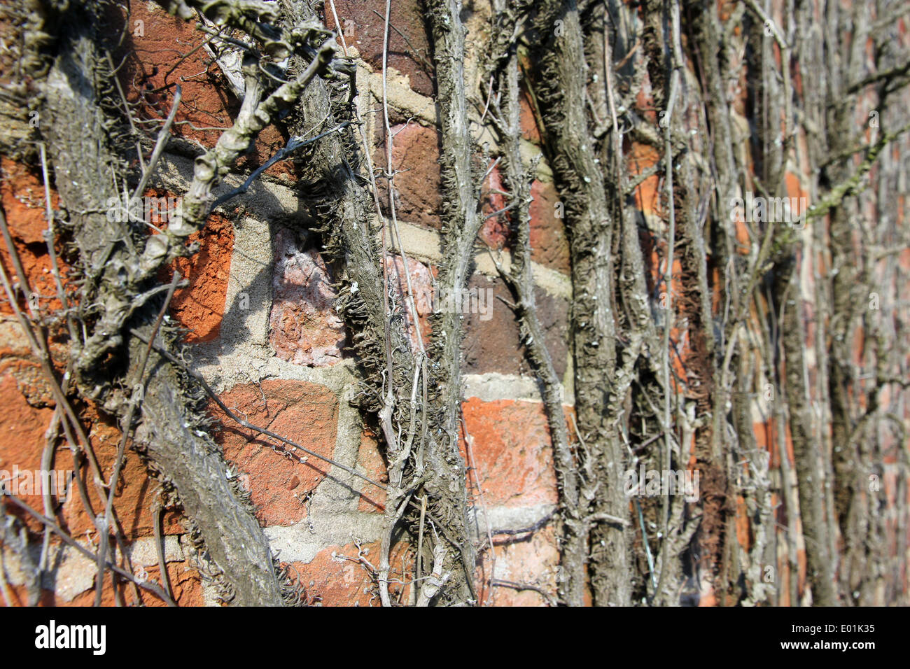 Boston-Efeu Japanisch Efeu Ranke Wand Pflanze auf Suffolk roten Backsteinmauer Stockfoto