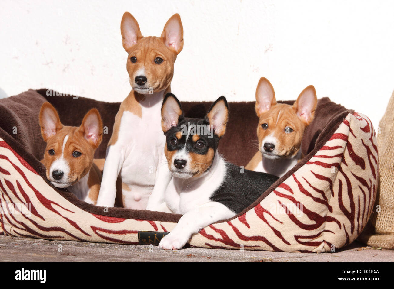 Basenji. Vier Welpen in einem Tierbett. Studio Bild. Deutschland Stockfoto