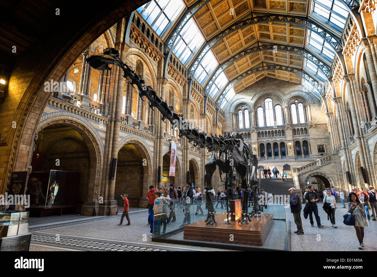 Dinosaurier auf dem Display an das Natural History Museum in London Vereinigtes Königreich Stockfoto