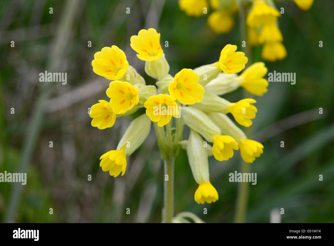 Schlüsselblume (Primula Veris) fotografiert in Hampshire, UK, im April. Stockfoto