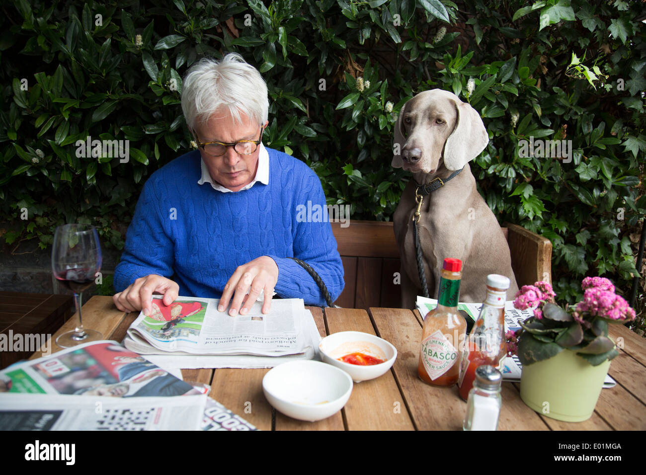 Mann genießt die Sonntagszeitungen mit seinem Weimaraner Hund Max an der Bauherren Arms Pub in Kensington. London, England, Vereinigtes Königreich. Stockfoto