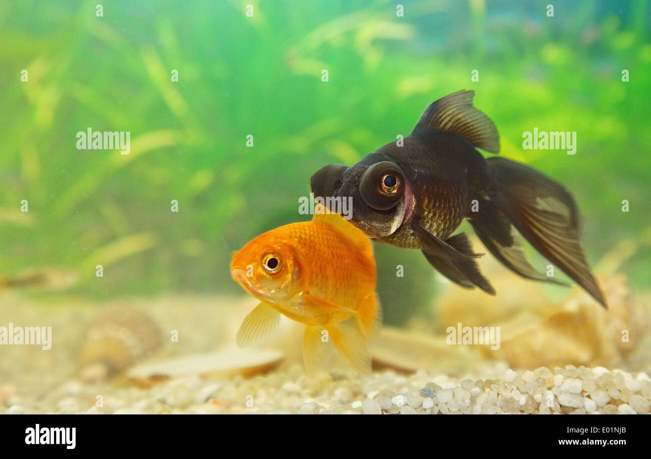 Telescopefish im Hause aquarium Stockfoto