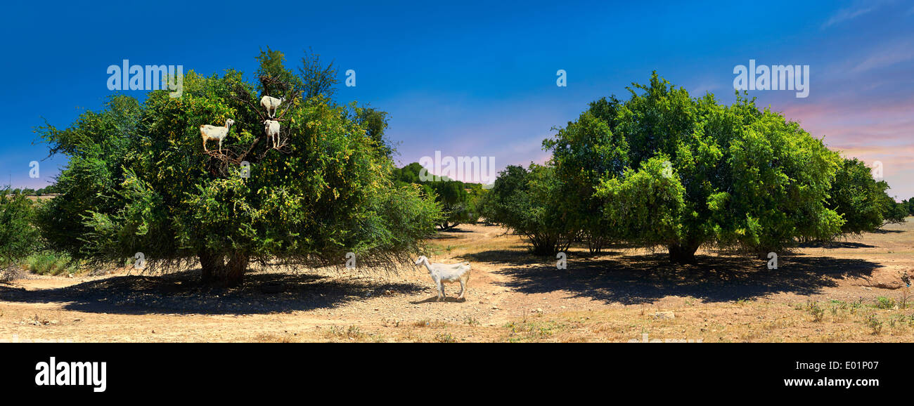 Ziegen fressen Argan Nüssen in einer Argon-Struktur. In der Nähe von Essaouira, Marokko Stockfoto