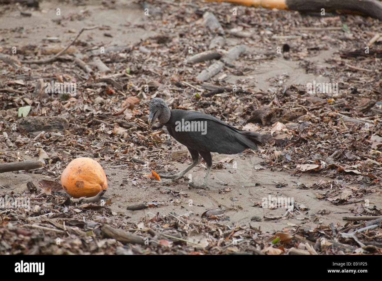 Amerikanische Schwarzgeier (Coragyps Atratus). Aufräumvorgang auf Strand Wasserlinie. Etwa um eine gewaschene, Kokosnuss zu untersuchen. Stockfoto