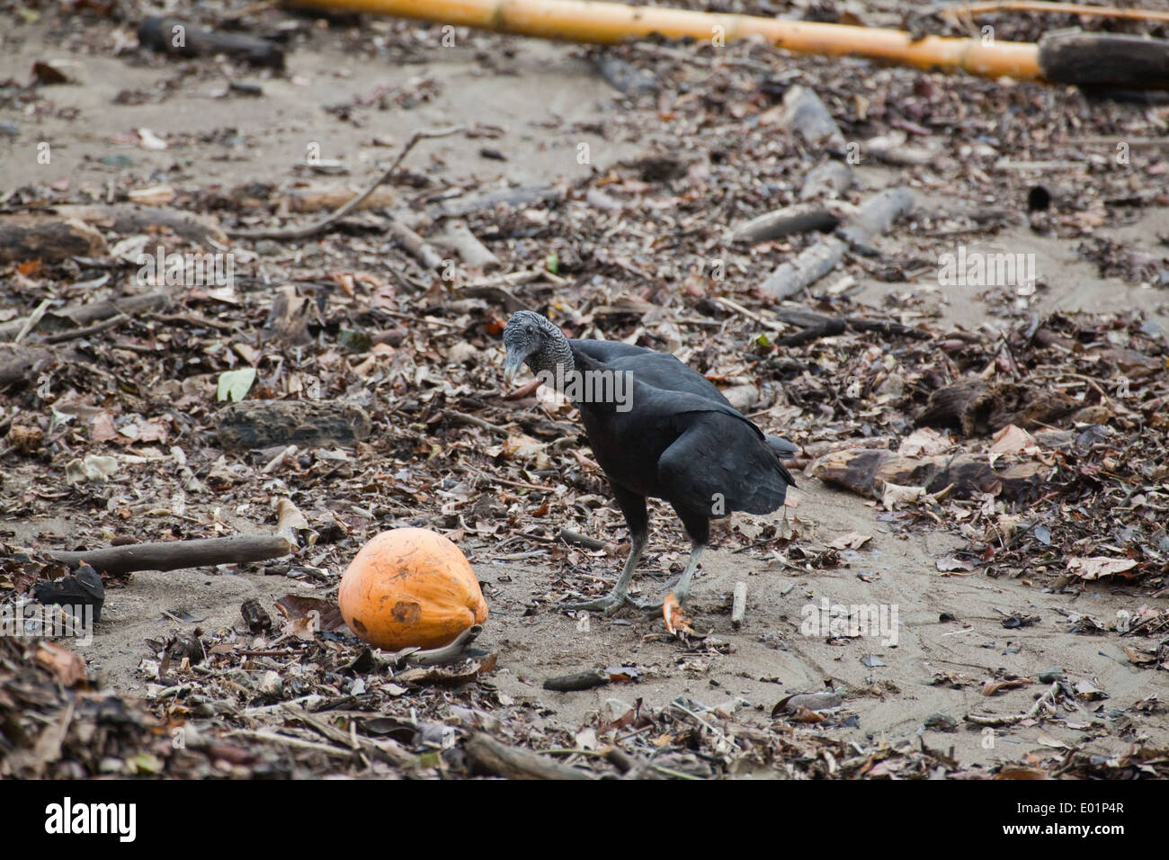 Amerikanische Schwarzgeier (Coragyps Atratus). Aufräumvorgang auf Strand Wasserlinie. Etwa um eine gewaschene, Kokosnuss zu untersuchen. Stockfoto