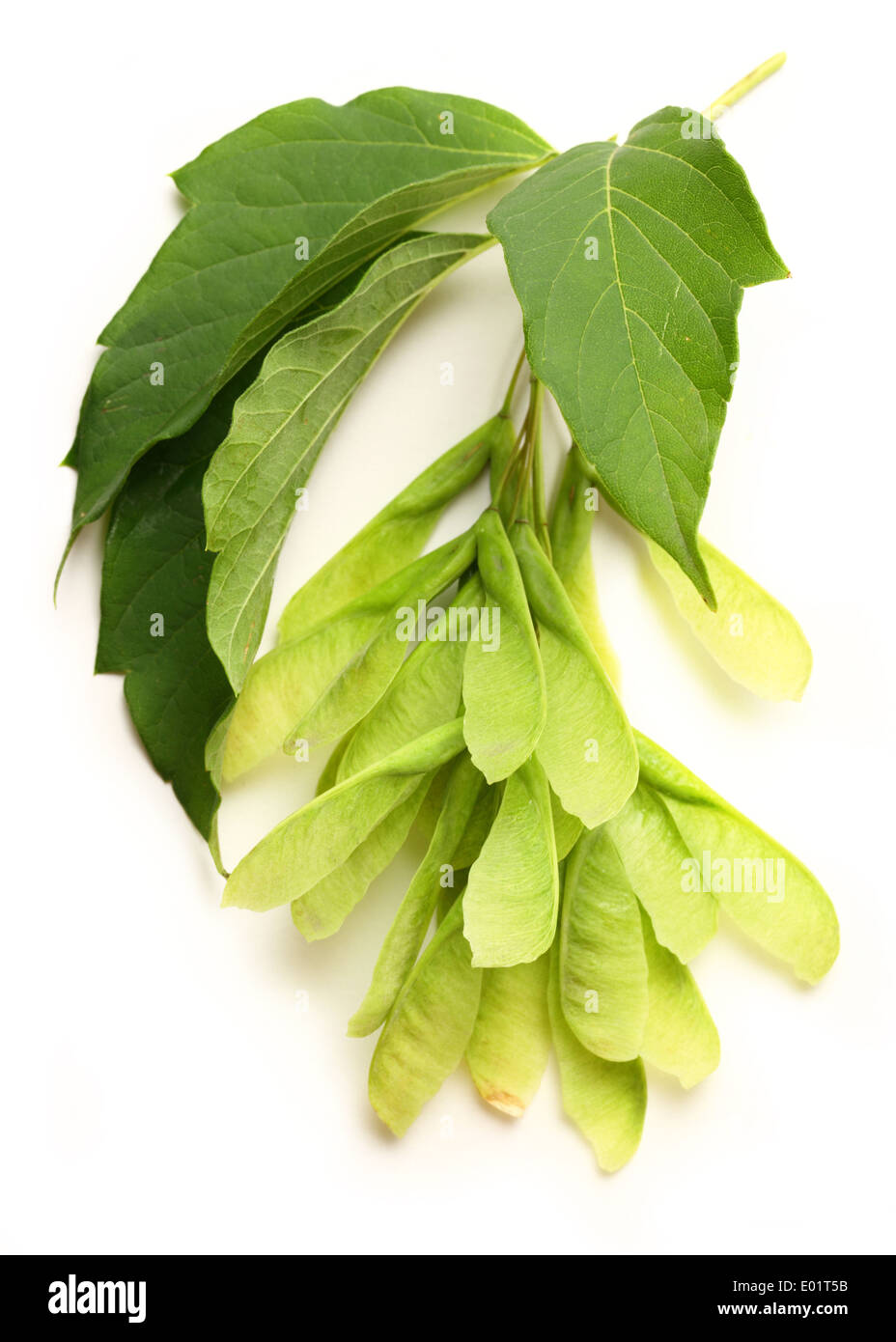 Ahorn Esche Samen Zweig mit grünen Blättern Stockfoto