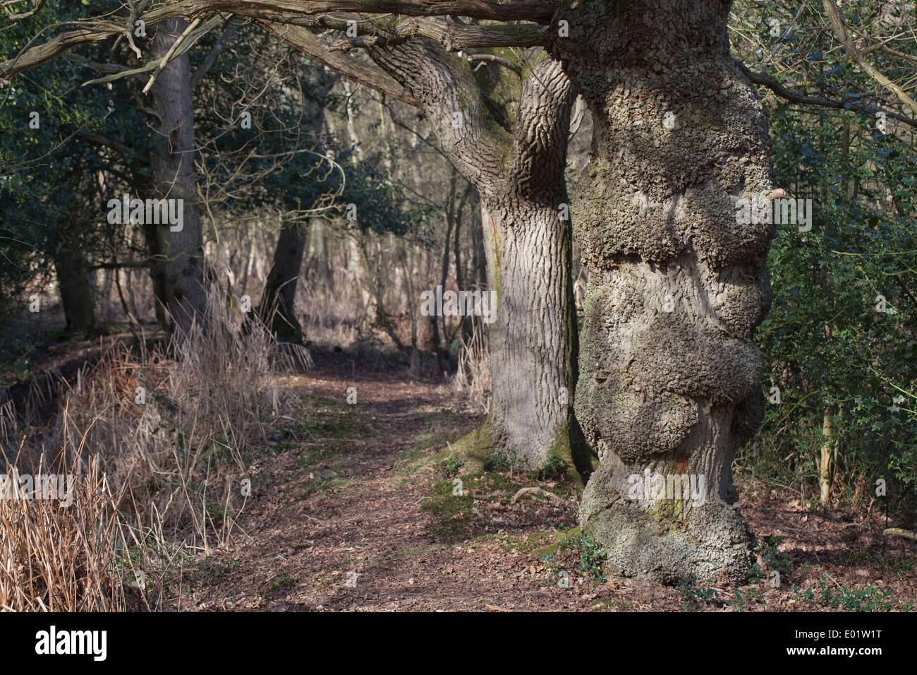Englische Eichen (Quercus Robur). Reihe von Baumstämmen entlang der Linie einer Zeit letzten Hecke. Beachten Sie die normale rissige Rinde. Stockfoto