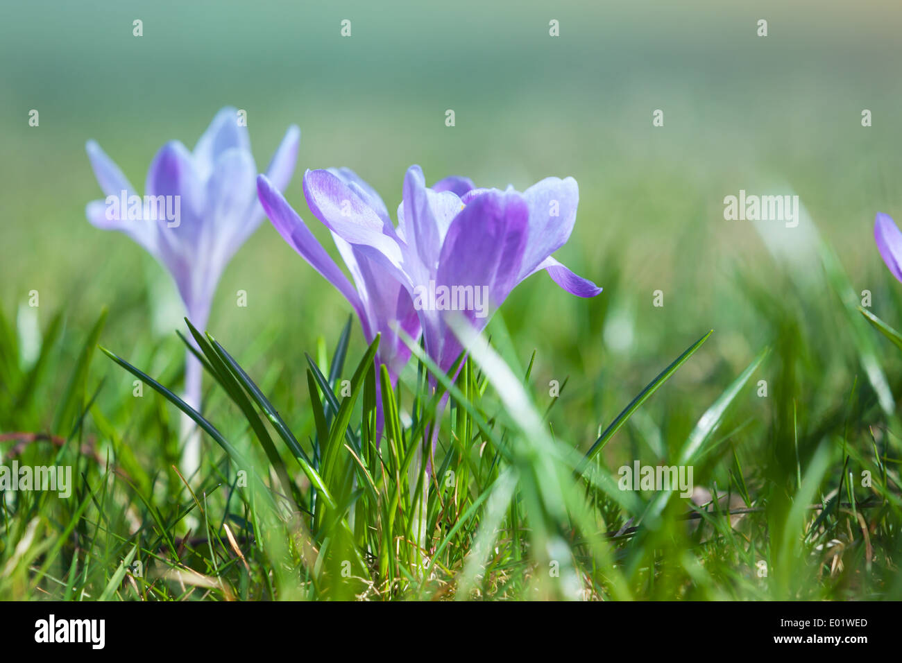 Krokusblüten wachsen auf der Frühlingswiese, Makro-Foto Stockfoto