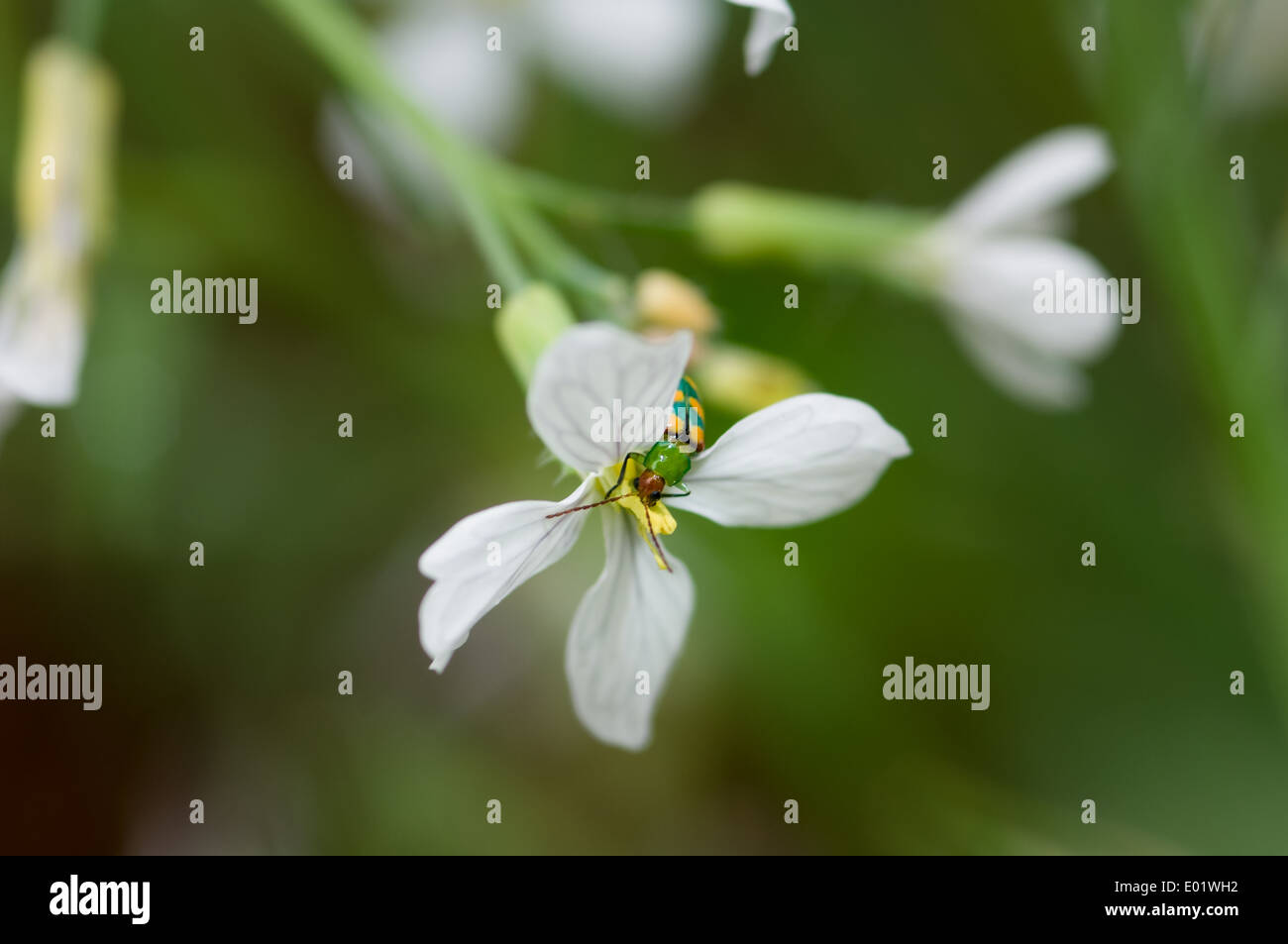 Käfer Insekt grünen und gelben Bug, Trinken Nektar aus einer weißen Blume. Stockfoto
