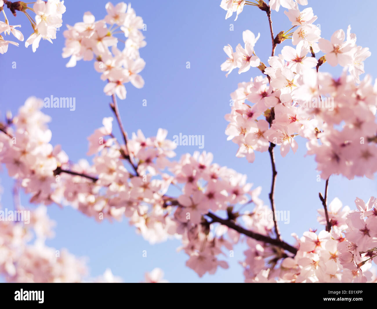 Nahaufnahme der Kirschblüte, japanische Kirsche Baum Blumen über blauen Himmel Stockfoto