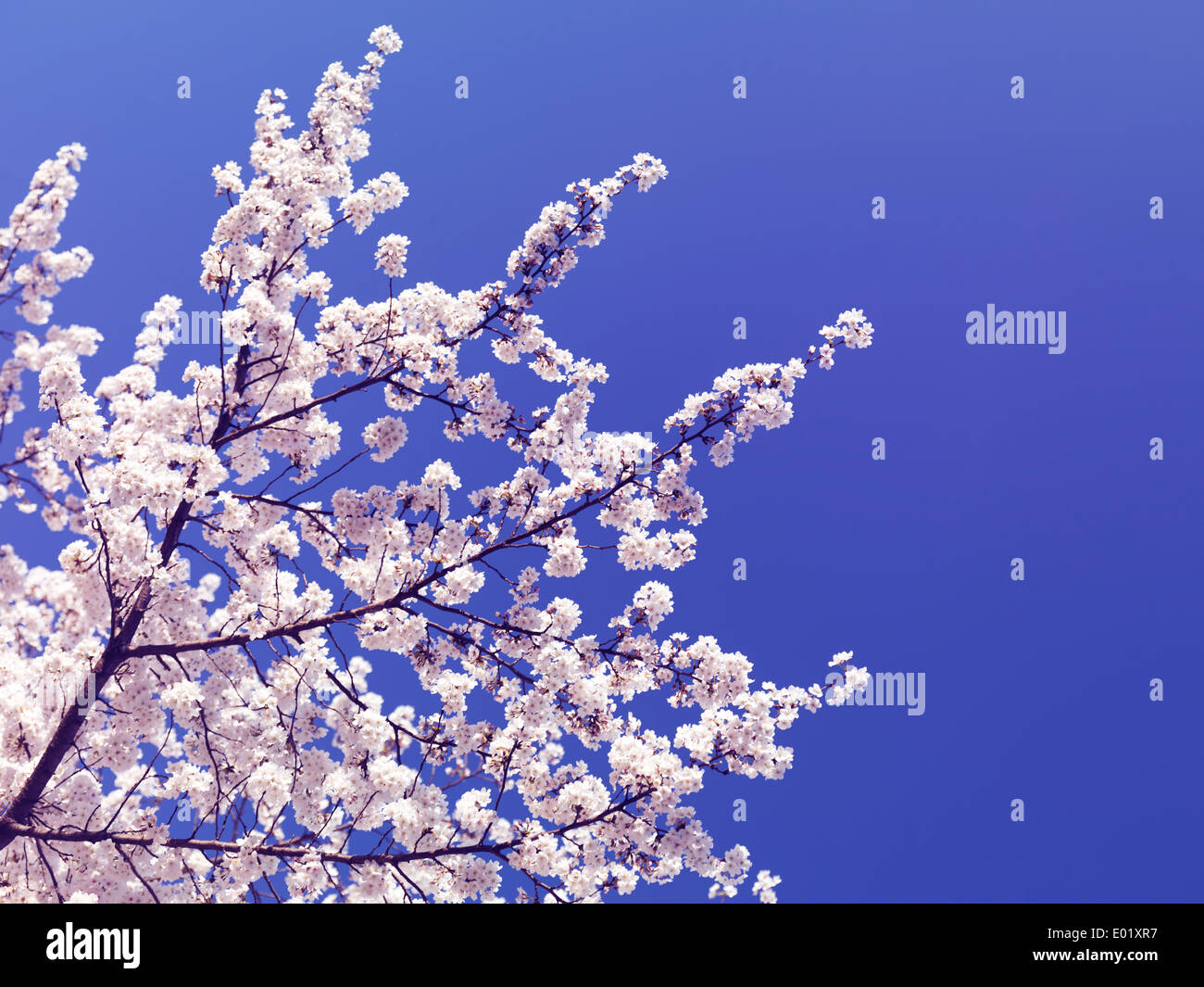 Kirschblüte auf blauen Himmelshintergrund. Japanische Kirsche Äste blühen. Stockfoto