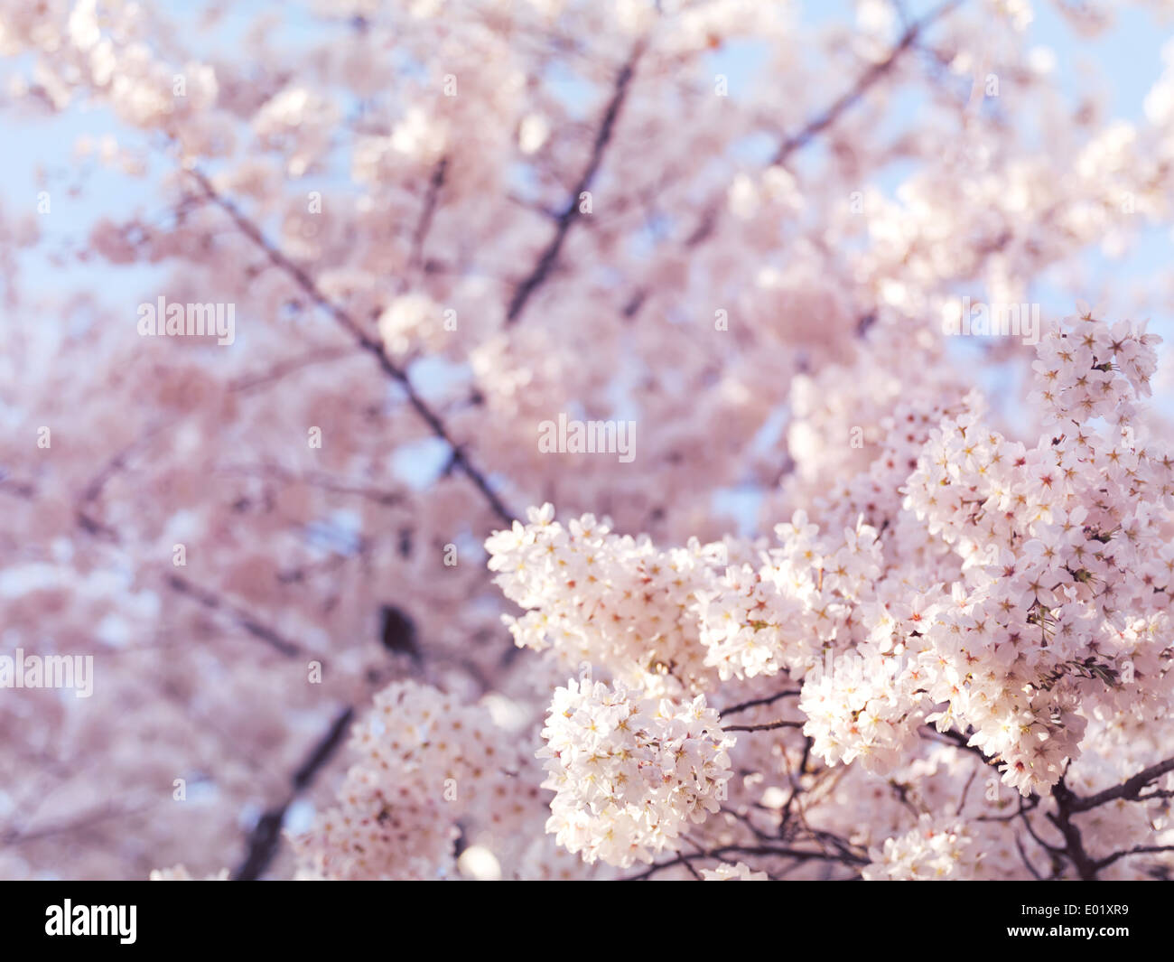 Künstlerische Closeup Kirschblüte mit flachen Fokus, blühenden japanischen Kirschbaum Blumen Hintergrund Stockfoto