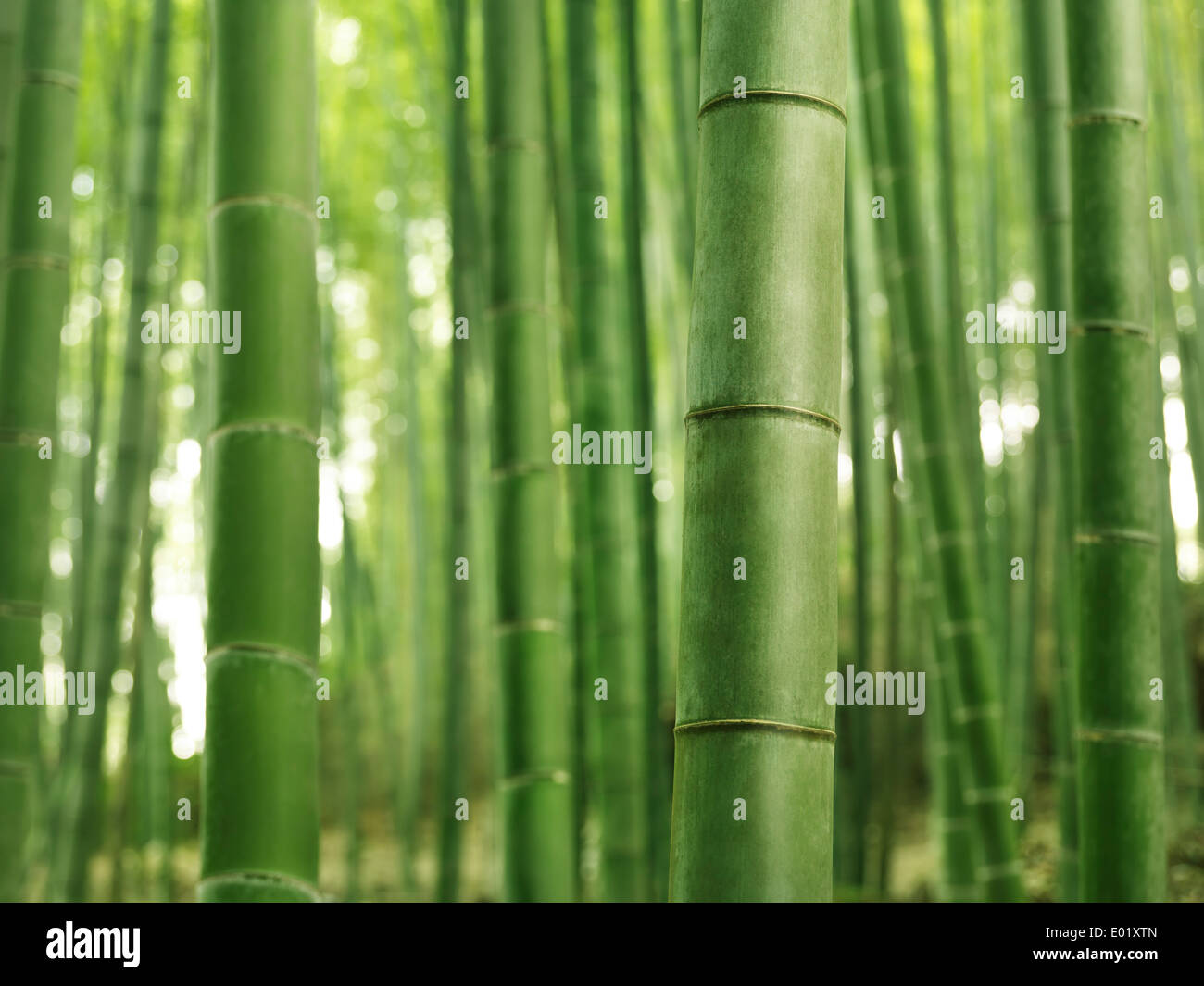 Nahaufnahme des grünen Stängel der Bambuswald, abstrakten Hintergrund Stockfoto
