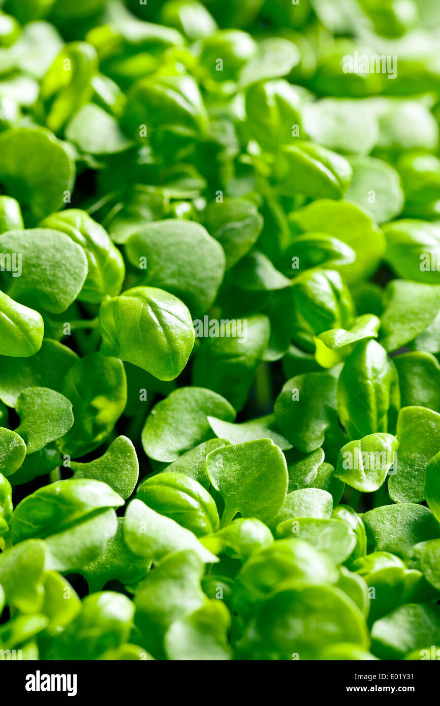 die kleinen Pflanzen Basilikum Stockfoto