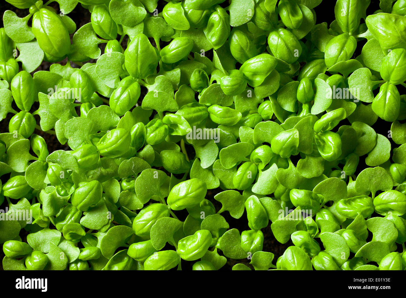 die kleinen Pflanzen Basilikum Stockfoto