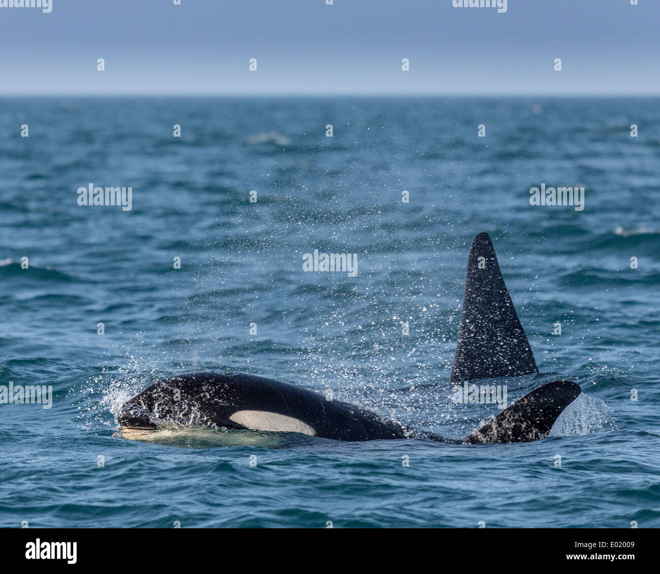 Orca Wale Fütterung auf Hering in Breidafjördur, Island Stockfoto