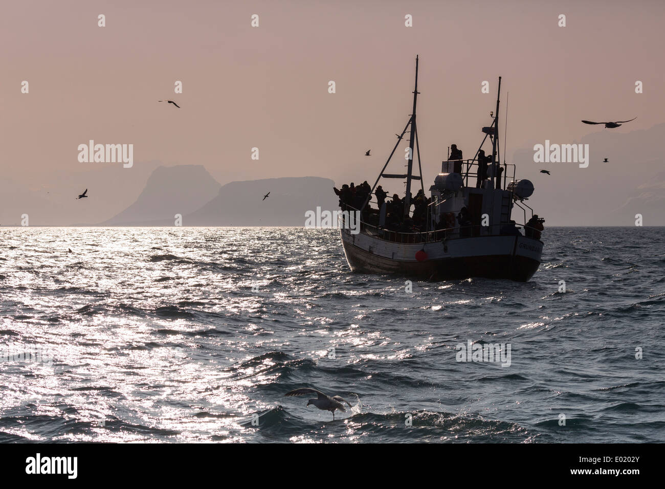 Orca Wale in der Nähe von Whale Watching Tour Boot, breidafjördur, Island Stockfoto