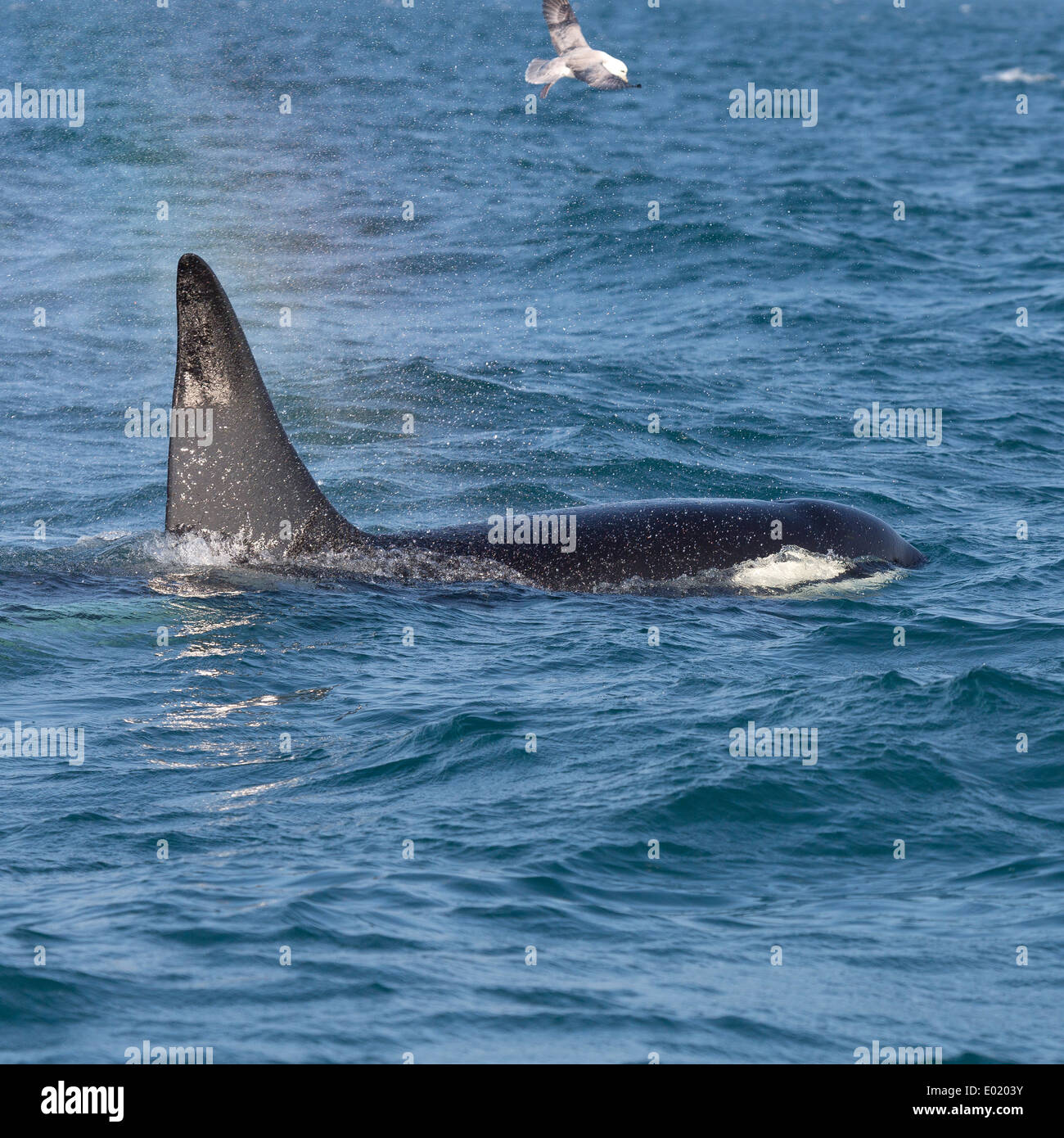 Orca Wale Fütterung auf Hering in Breidafjördur, Island Stockfoto