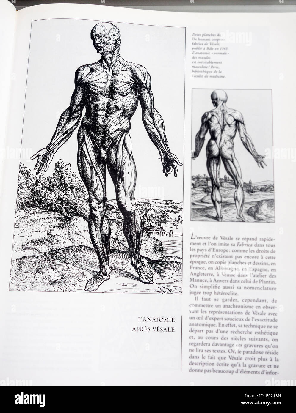 Buchen Sie mit detaillierten Illustrationen auf menschliche Anatomie, De Humani Corporis Fabrica durch belgische Anatom Andreas Vesalius Stockfoto