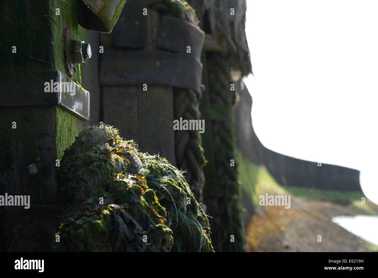 Alten Seil bedeckt in Algen auf einem dock Stockfoto