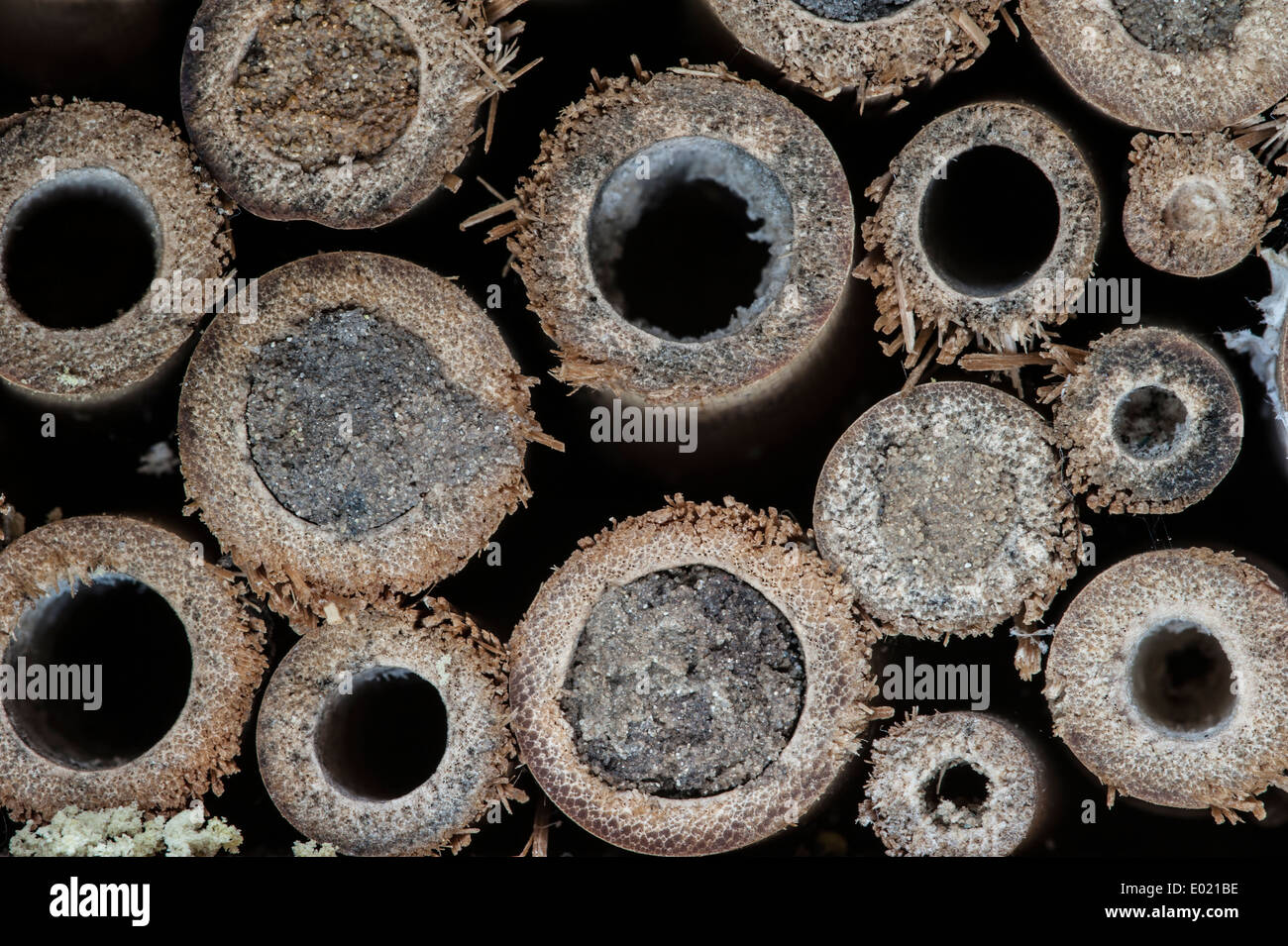 Nest Hohlräume von Mauerbienen versiegelt / Erbauer Biene Osmia Cornuta in hohlen Stängeln mit Schlamm Stecker am Insektenhotel für Solitärbienen Stockfoto